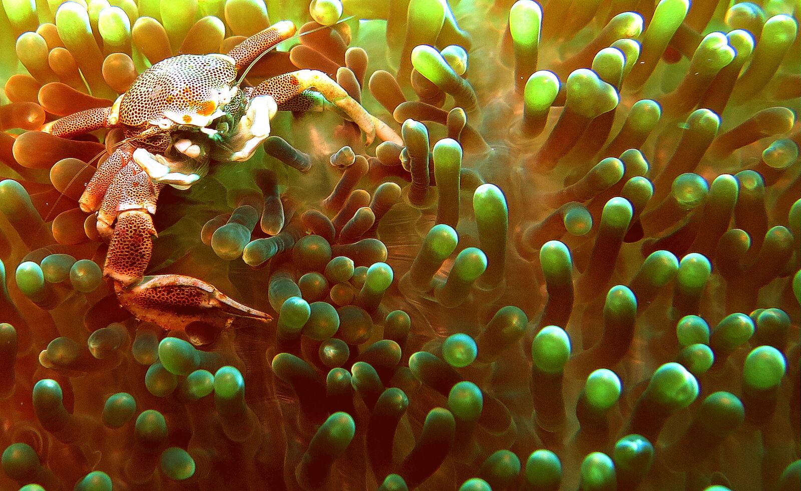 Canon PowerShot G16 sample photo. Crab, anemone, underwater photography