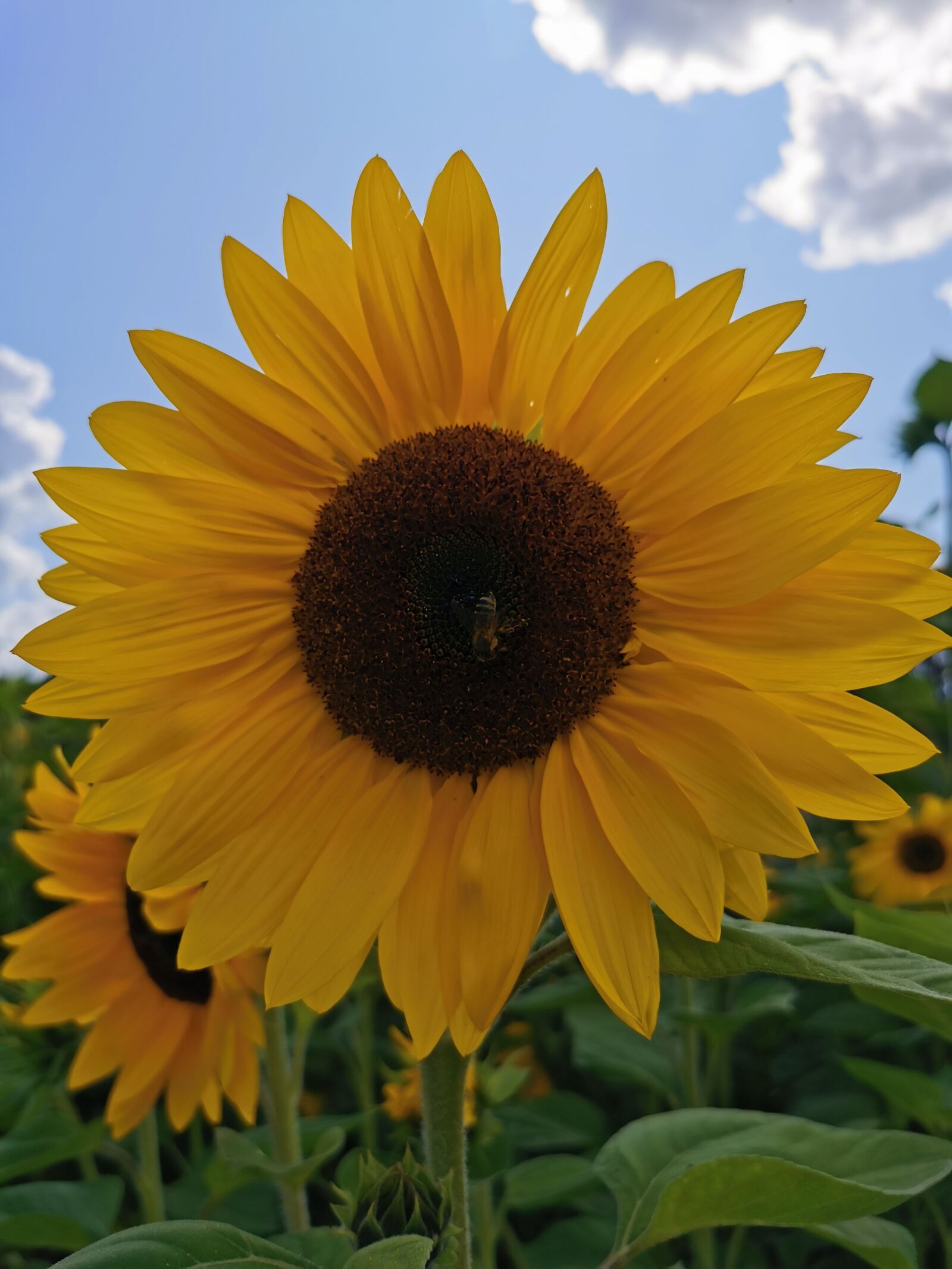 HUAWEI P30 Pro sample photo. Sunflower, flower, plant photography