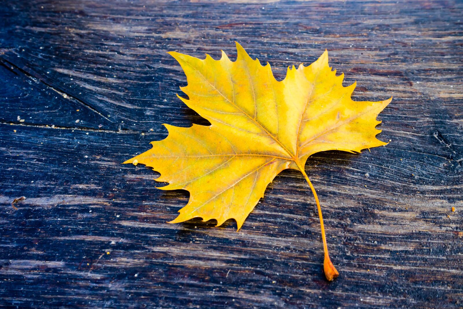 Sony a7 II + Sony FE 28-70mm F3.5-5.6 OSS sample photo. Leaf, autumn, color photography