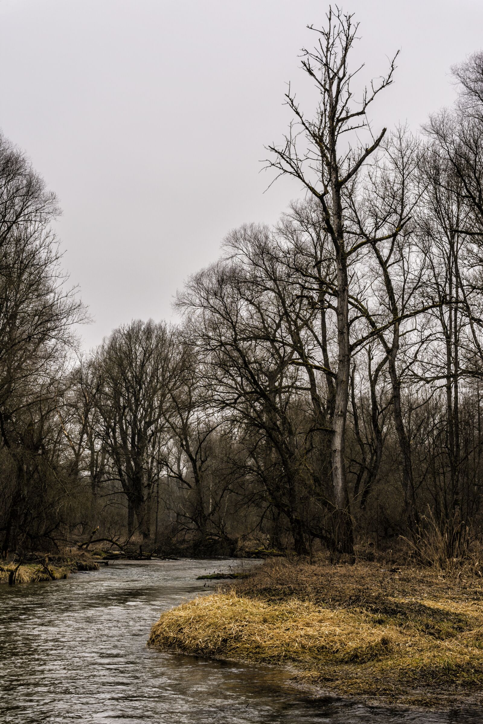 Nikon D7200 sample photo. Forest, bach, trees photography