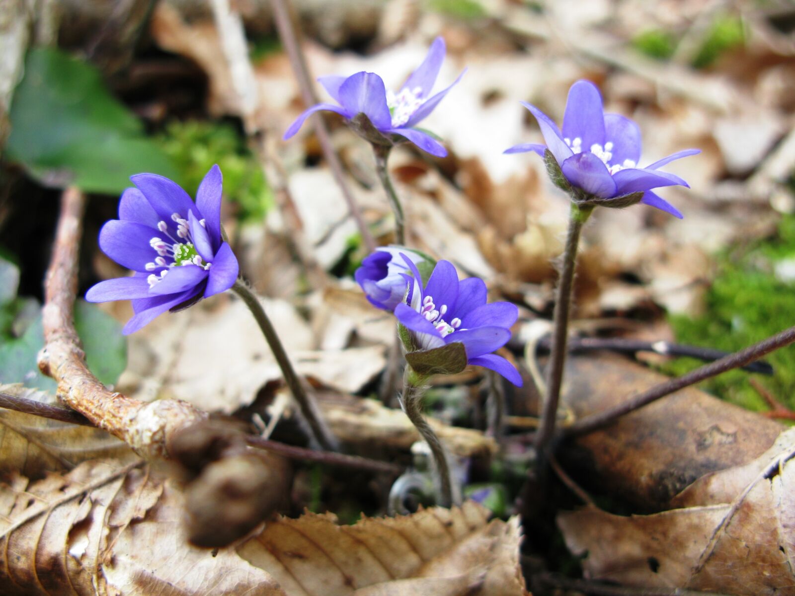 Canon POWERSHOT G9 sample photo. Spring, flowers, hepatica nobilis photography