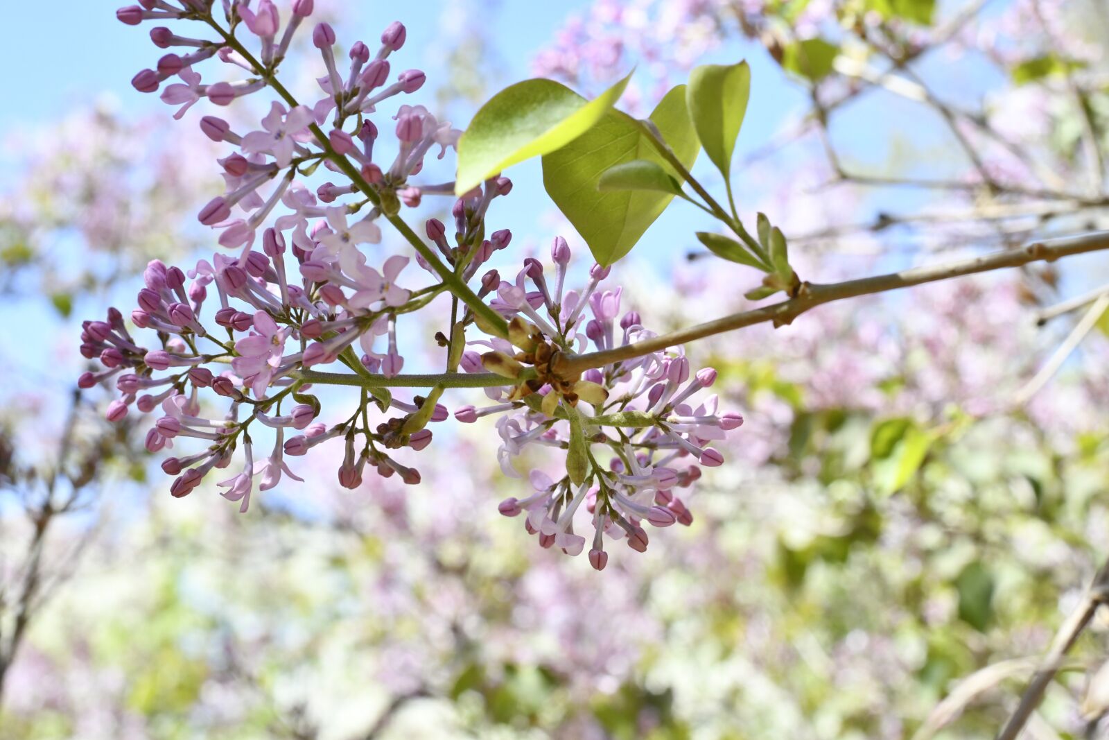 Nikon D7500 sample photo. Spring, flowers, plant photography