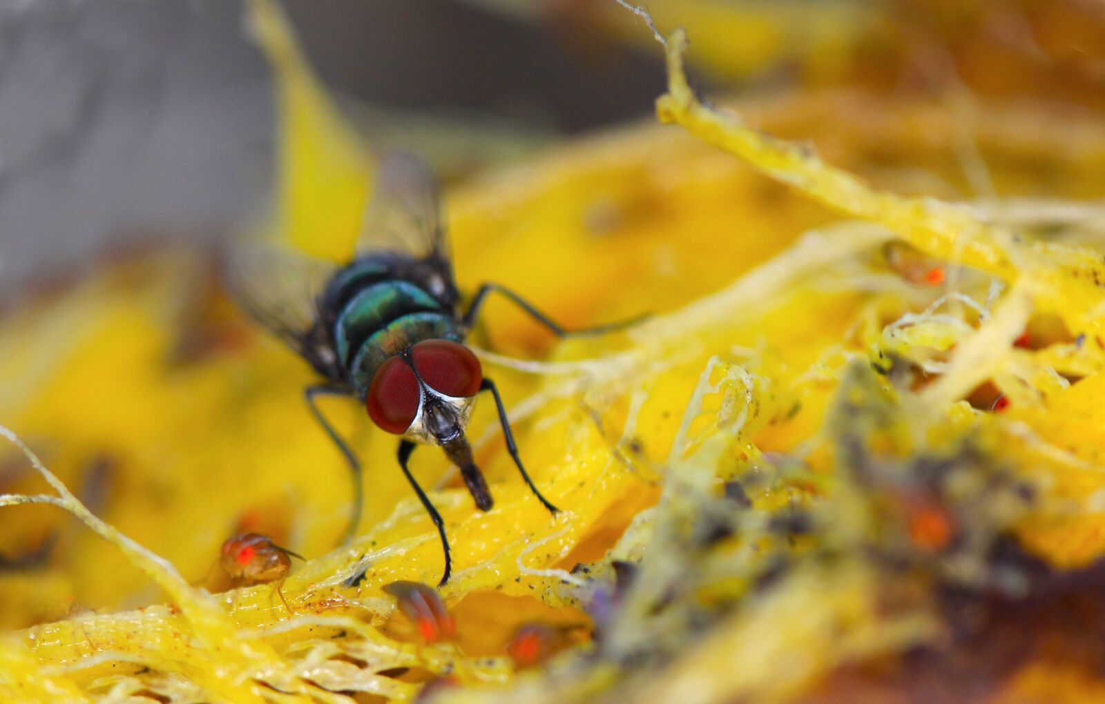 Canon EOS 50D sample photo. Fly, macro, mango photography