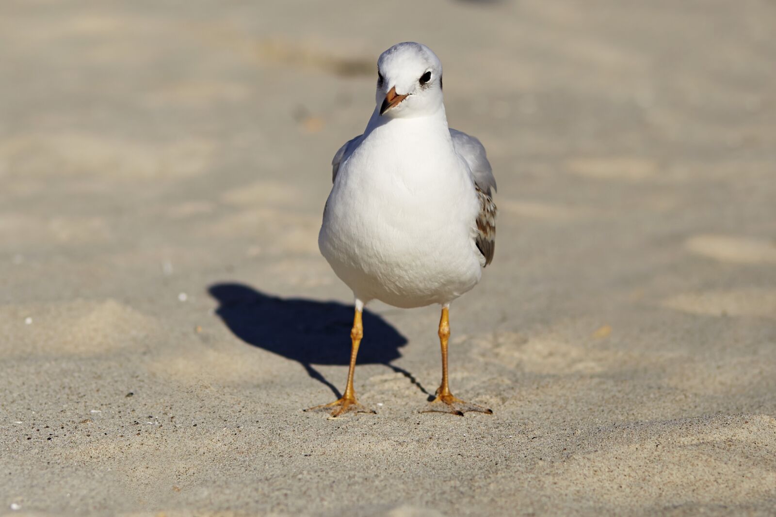 Canon EOS 6D sample photo. Gull, seagull, sea photography