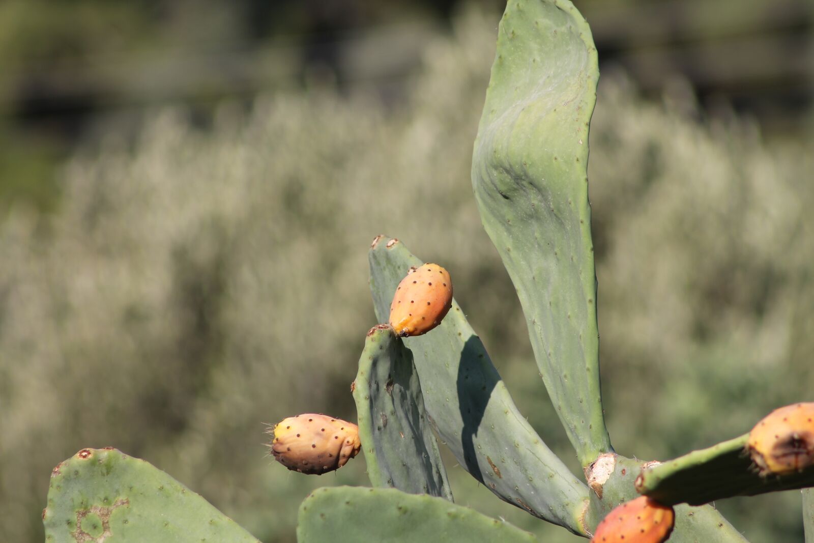 Canon EF75-300mm f/4-5.6 sample photo. Green, cactus, barbed photography