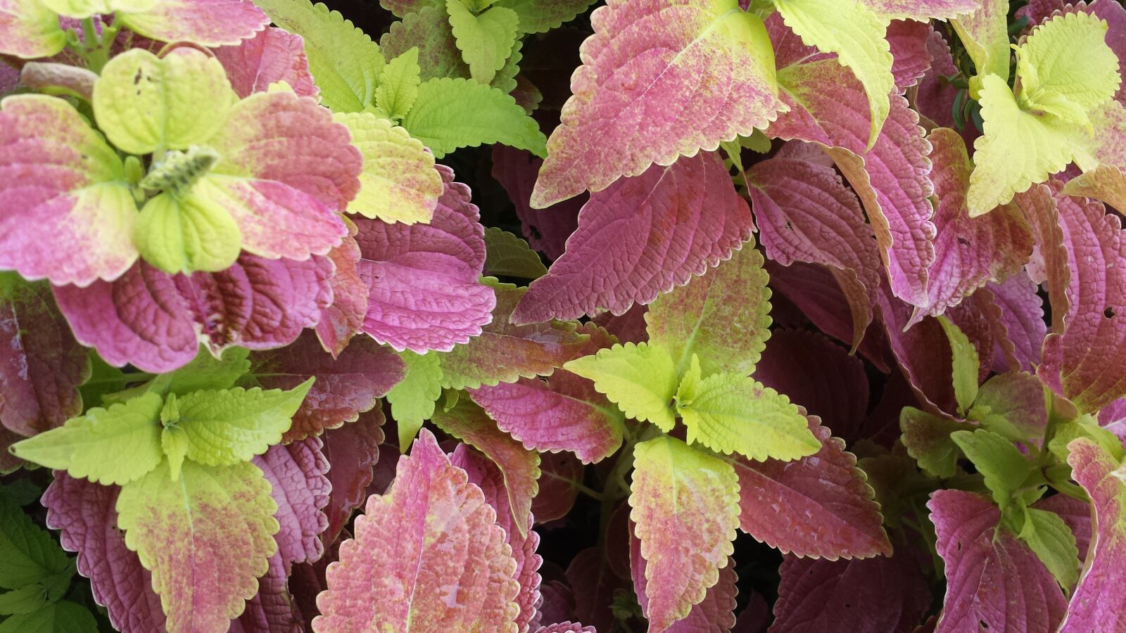 Samsung Galaxy S4 sample photo. Leaves, plant, texture photography