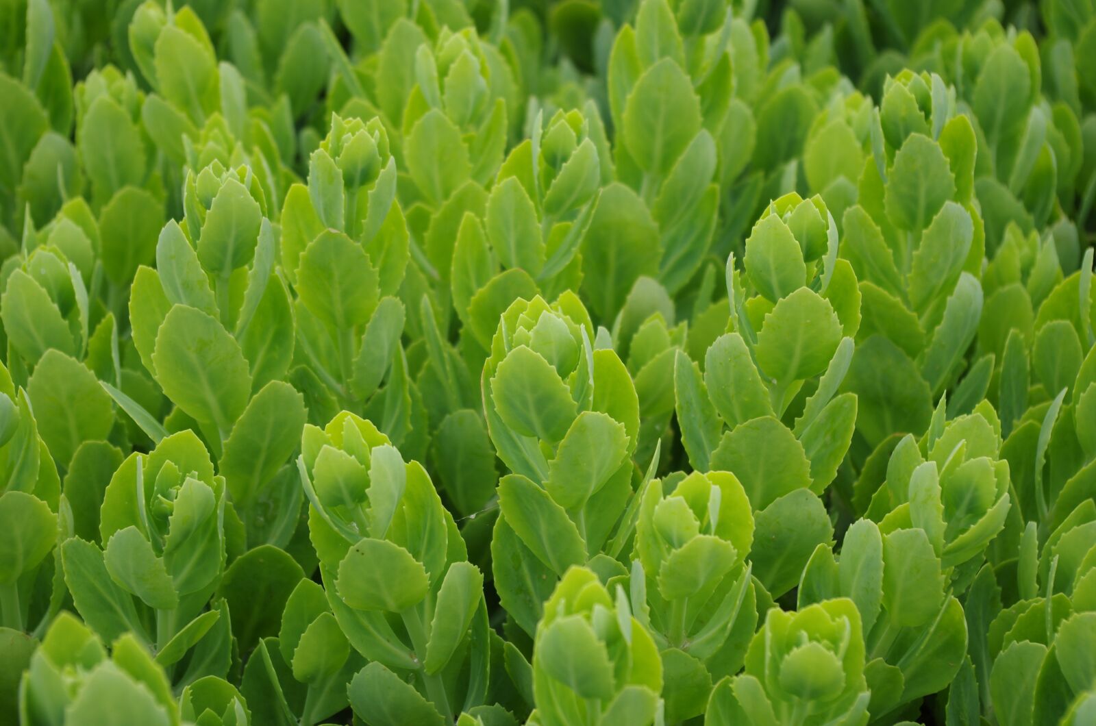 Pentax K-5 sample photo. Plant, grass, green photography
