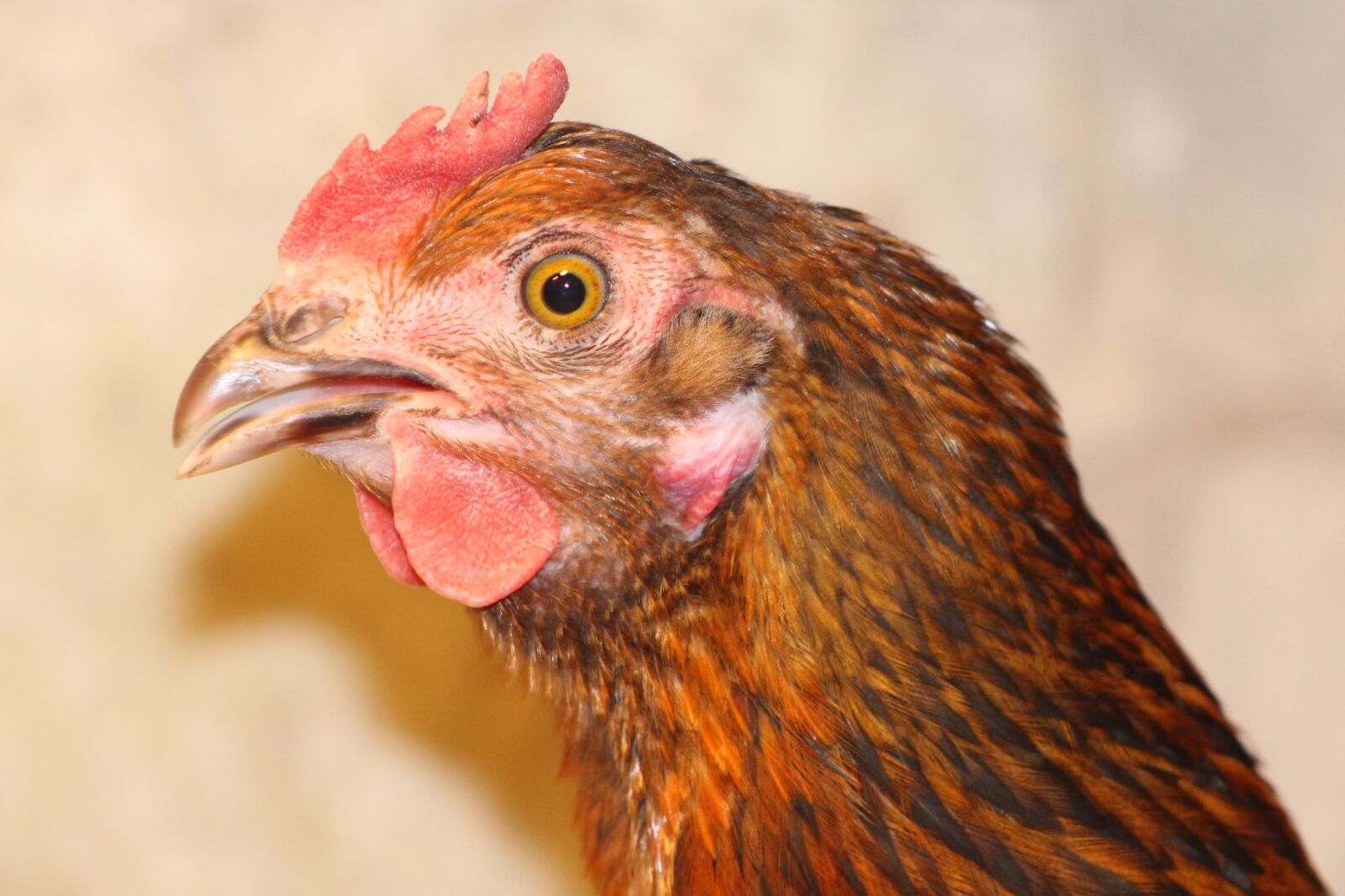 Canon EOS 700D (EOS Rebel T5i / EOS Kiss X7i) sample photo. Chicken, hen, poultry photography
