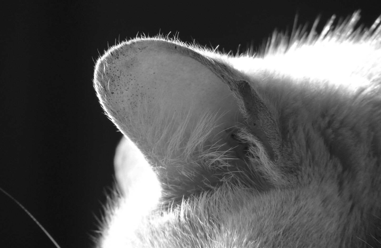 Nikon Coolpix P510 sample photo. Black and white, cat photography
