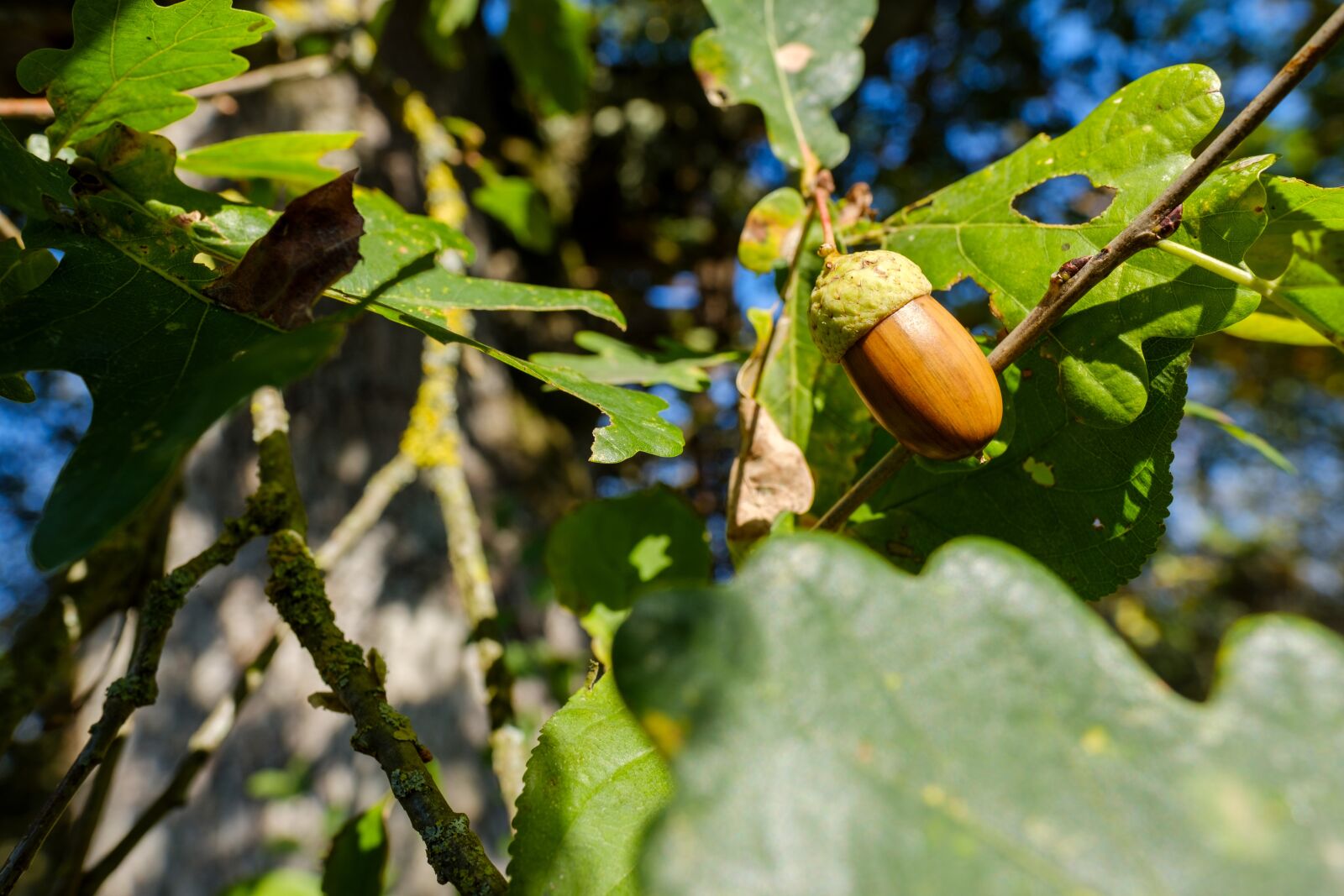 Fujifilm X-T2 + Fujifilm XF 16mm F1.4 R WR sample photo. Acorn, fruit, seeds photography