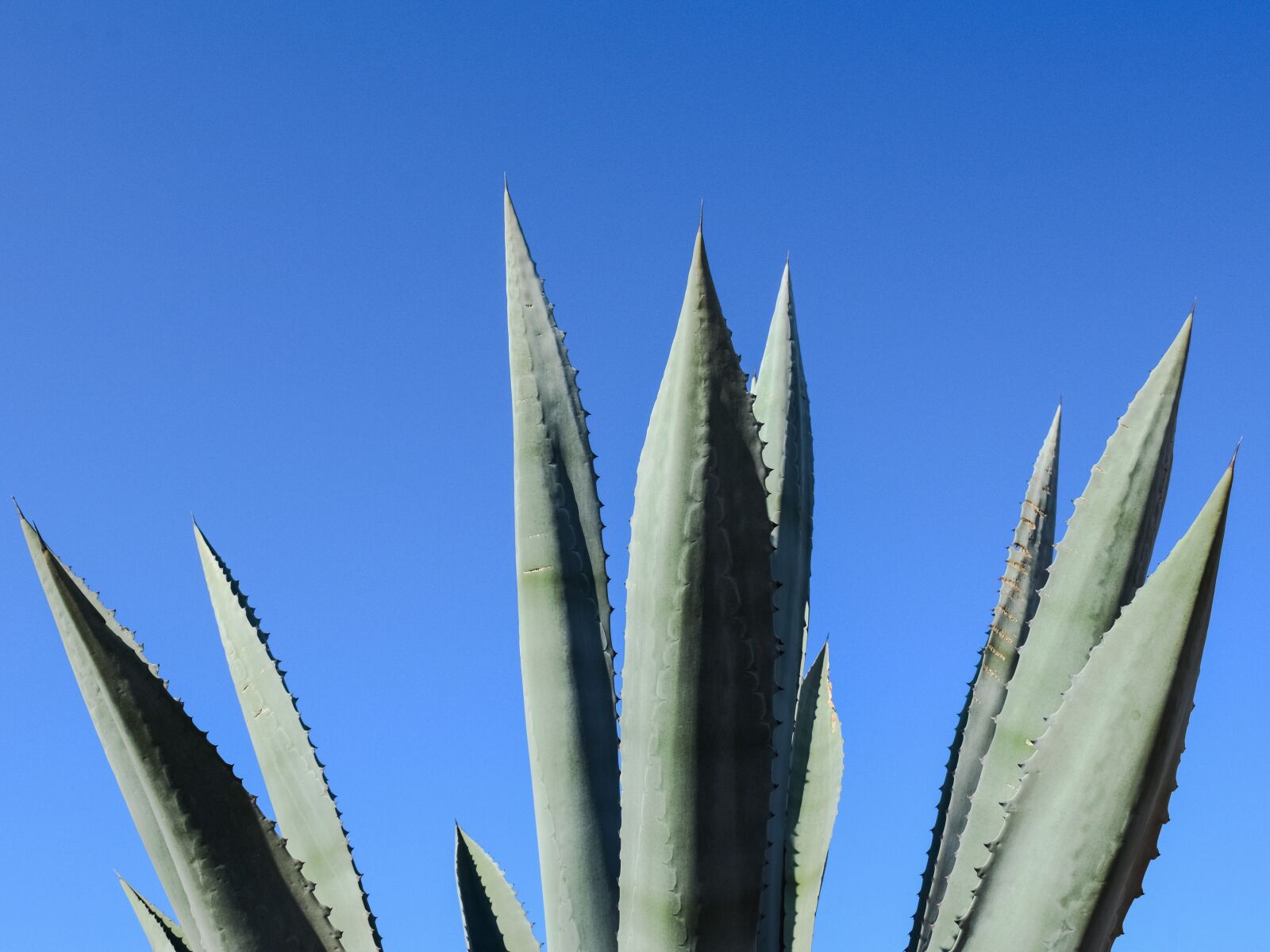 Nikon D3300 sample photo. Aloe vera, plant, cactus photography