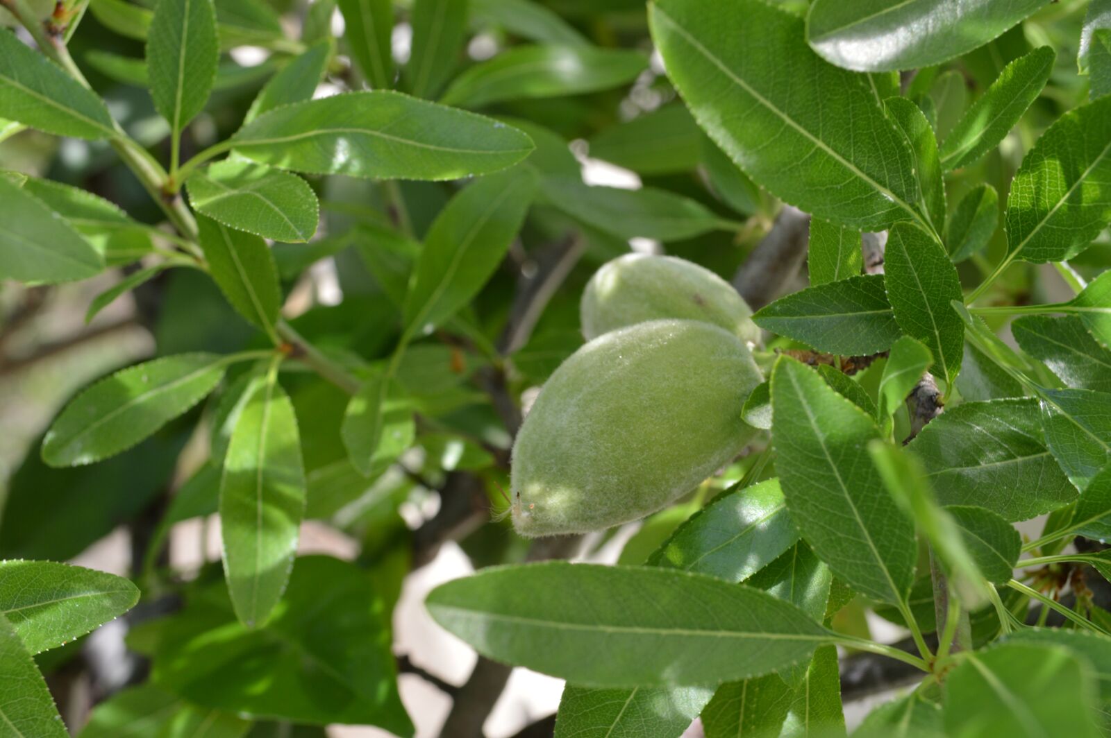 Nikon D3200 sample photo. Almond, almond tree, flowers photography