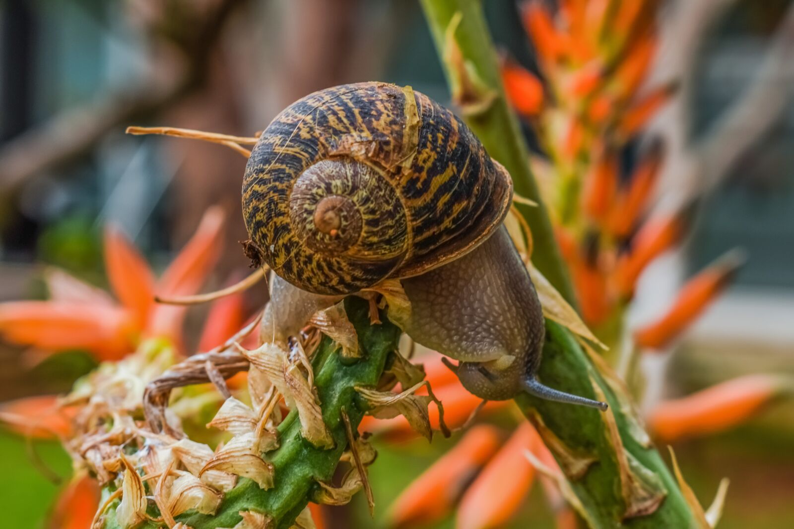 Nikon D3300 sample photo. Snail, nature, garden photography