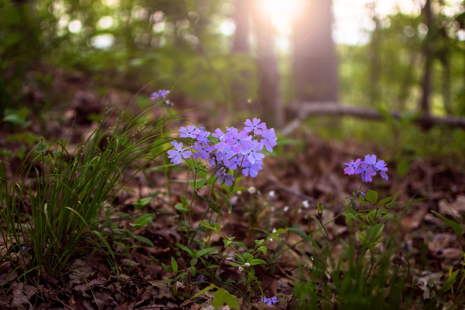 Nikon D3300 sample photo. Nature, flower, wildflower photography