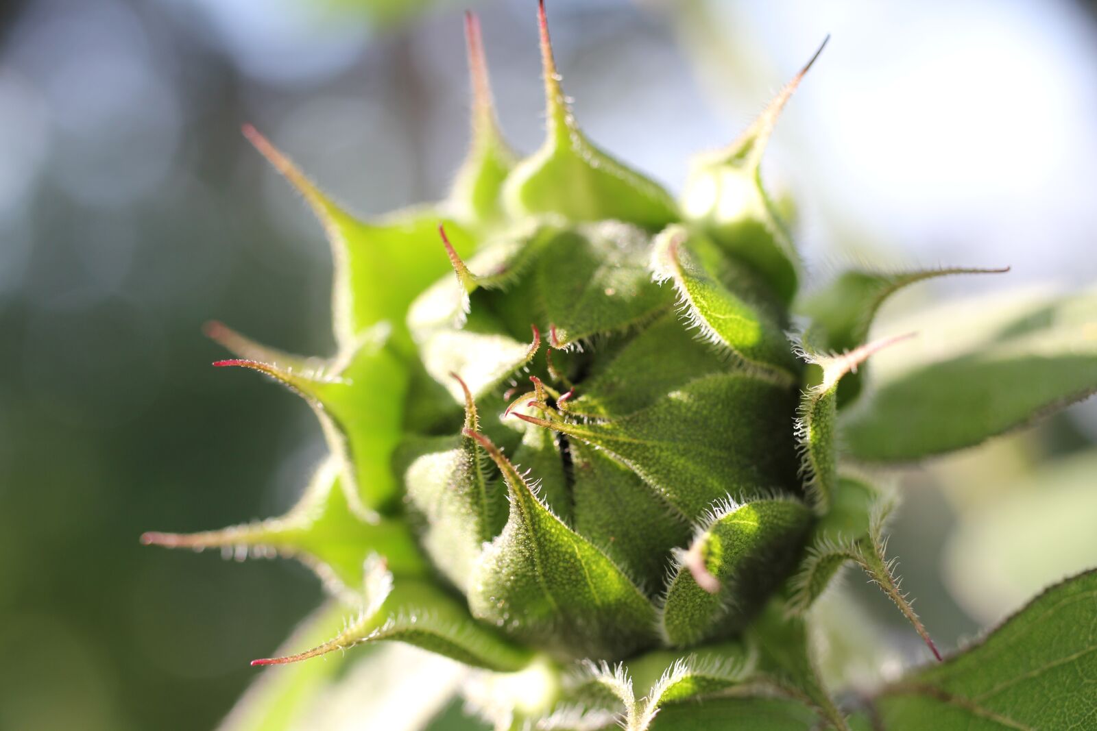 Canon EOS 550D (EOS Rebel T2i / EOS Kiss X4) sample photo. Sunflower, bud, summer photography