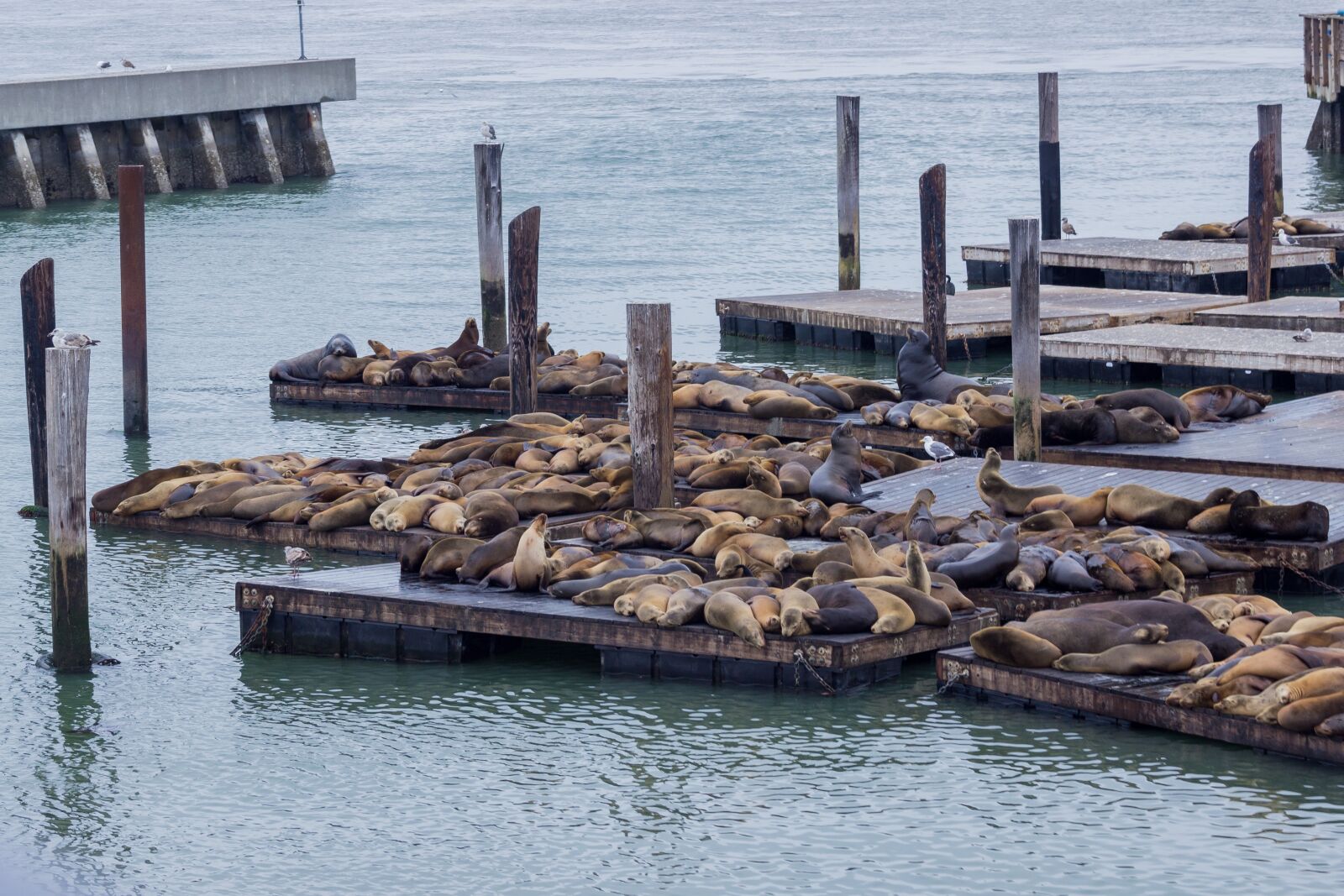 Canon EOS 600D (Rebel EOS T3i / EOS Kiss X5) sample photo. Coast, mammal, animal photography