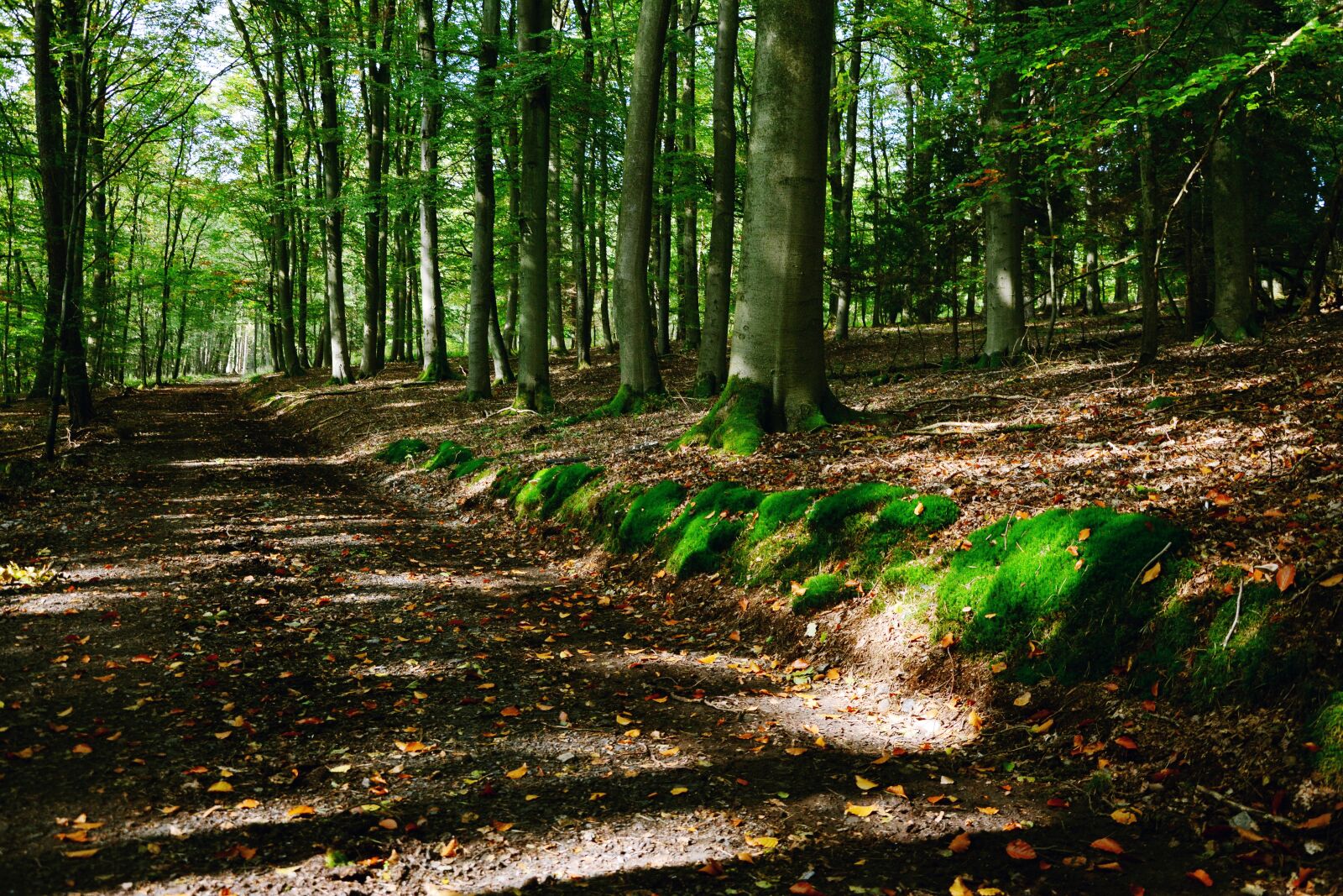 Nikon D5200 sample photo. Forest path, forest, trees photography