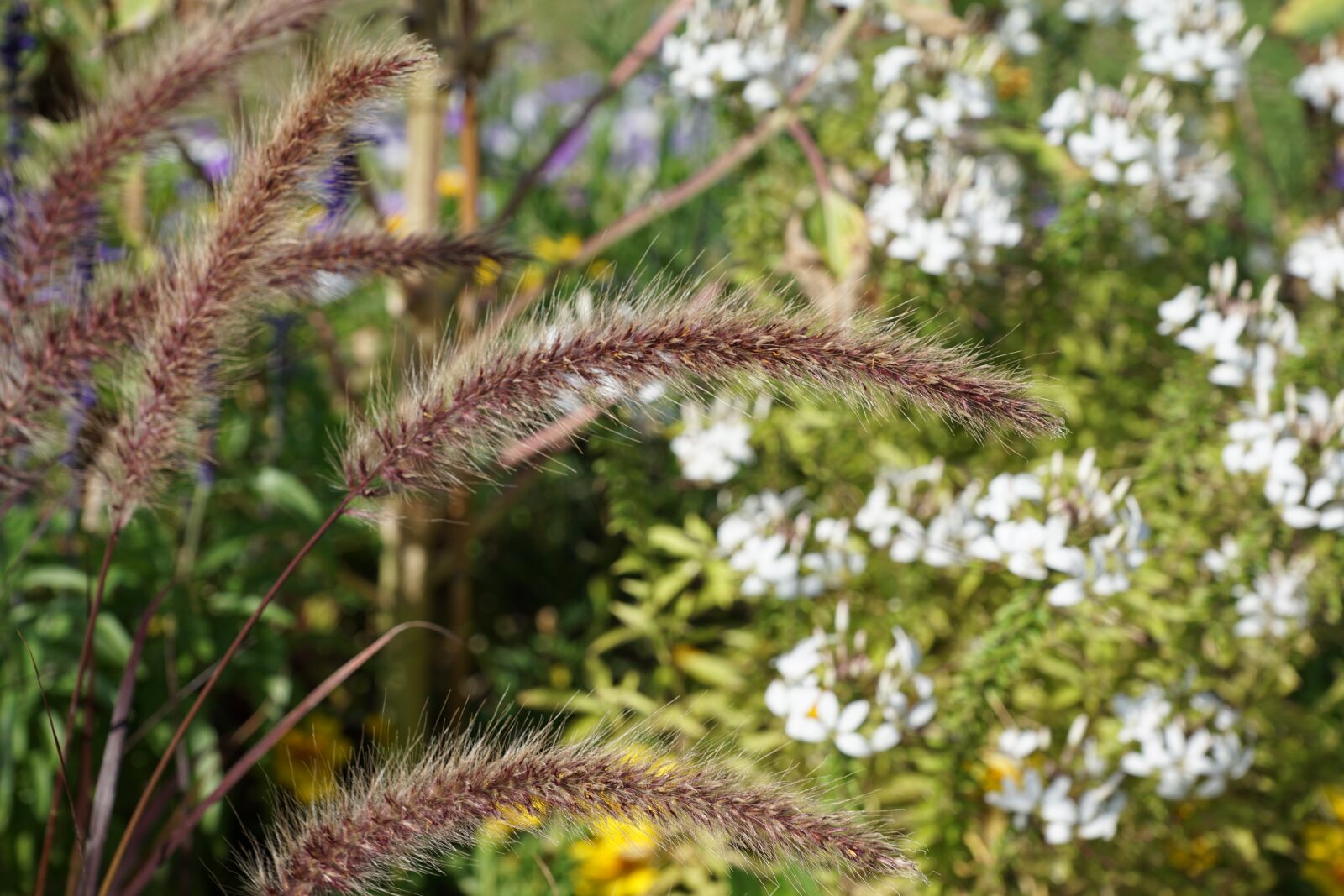 Sony ILCA-77M2 sample photo. Flowers, grass, green photography
