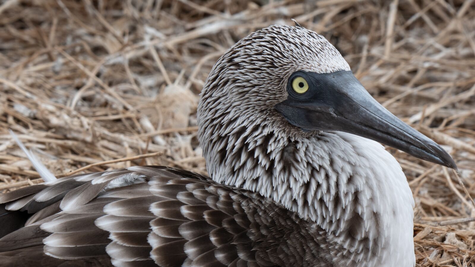 Panasonic Lumix DC-G9 + LEICA DG 100-400/F4.0-6.3 sample photo. Ecuador, blue-footed booby, blue-footed photography