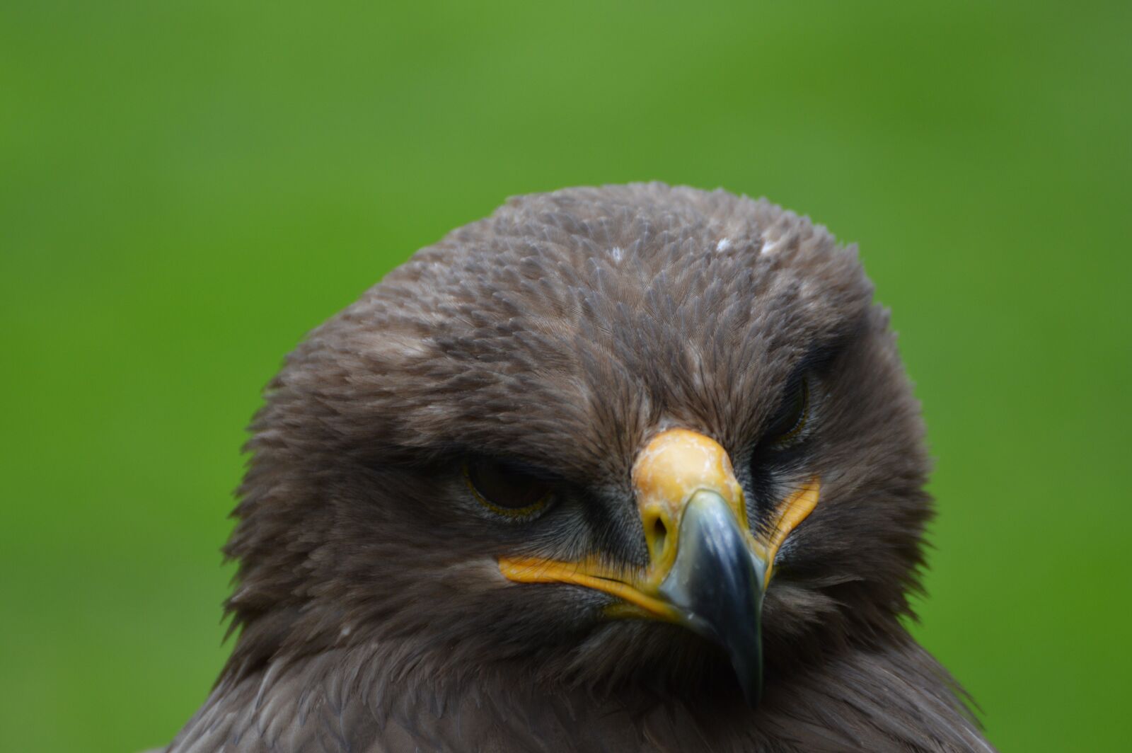 Nikon D3200 sample photo. Steppenarend, eagle, bird of photography