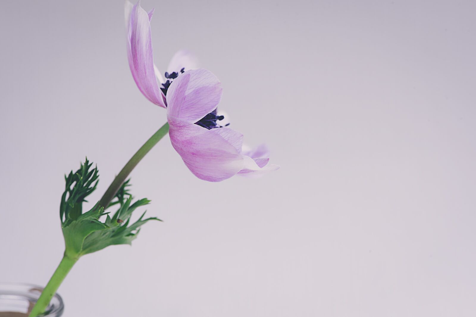 Nikon D750 sample photo. Anemone, flowers, blossom photography