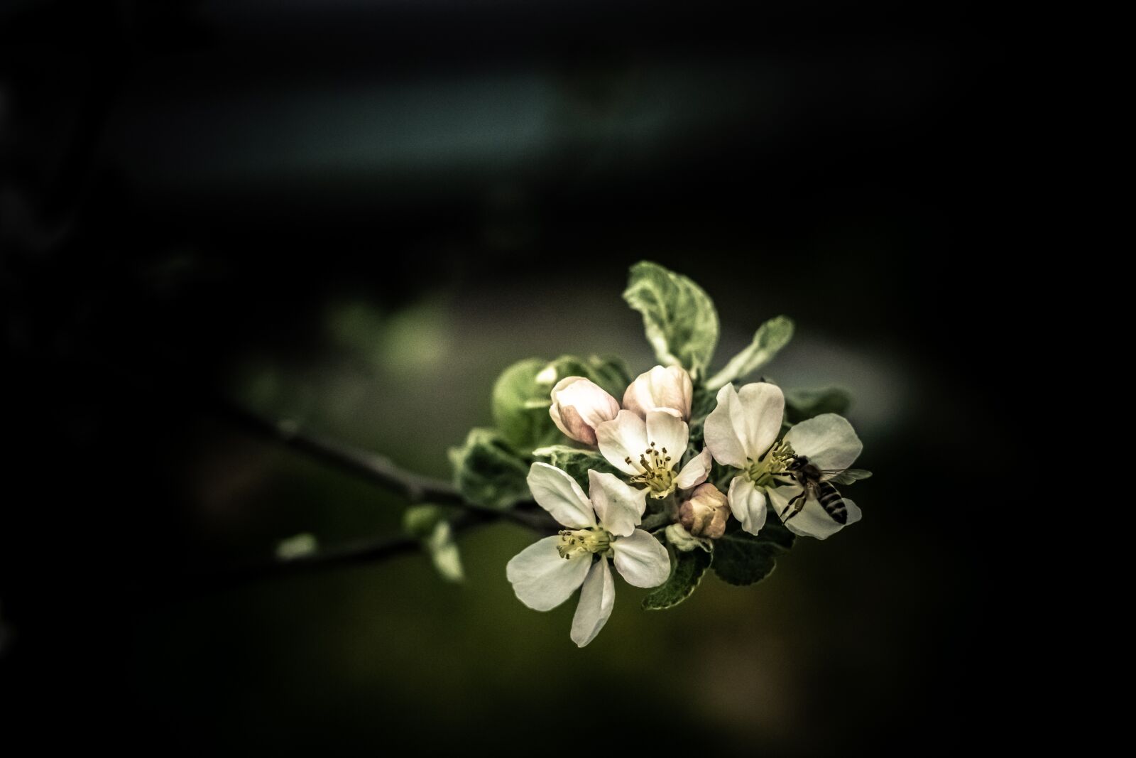 Fujifilm X-T3 sample photo. Flowering crabapple, spring, flowers photography