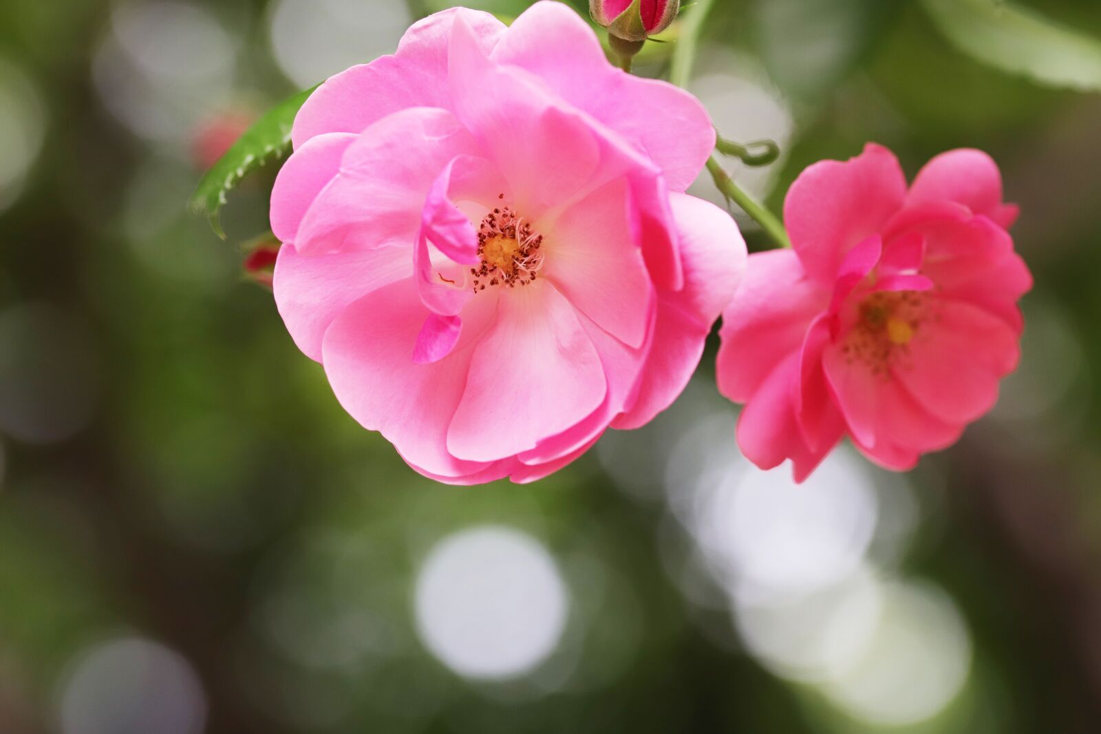 Canon EOS 6D Mark II sample photo. Rose, flowers, love photography