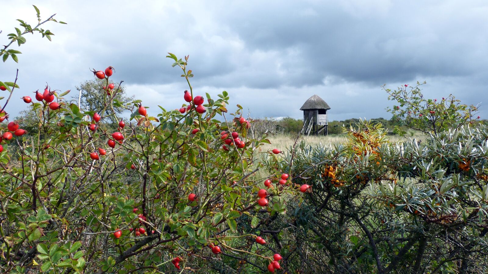 Panasonic Lumix DMC-FZ150 sample photo. Rose hip, sea buckthorn photography