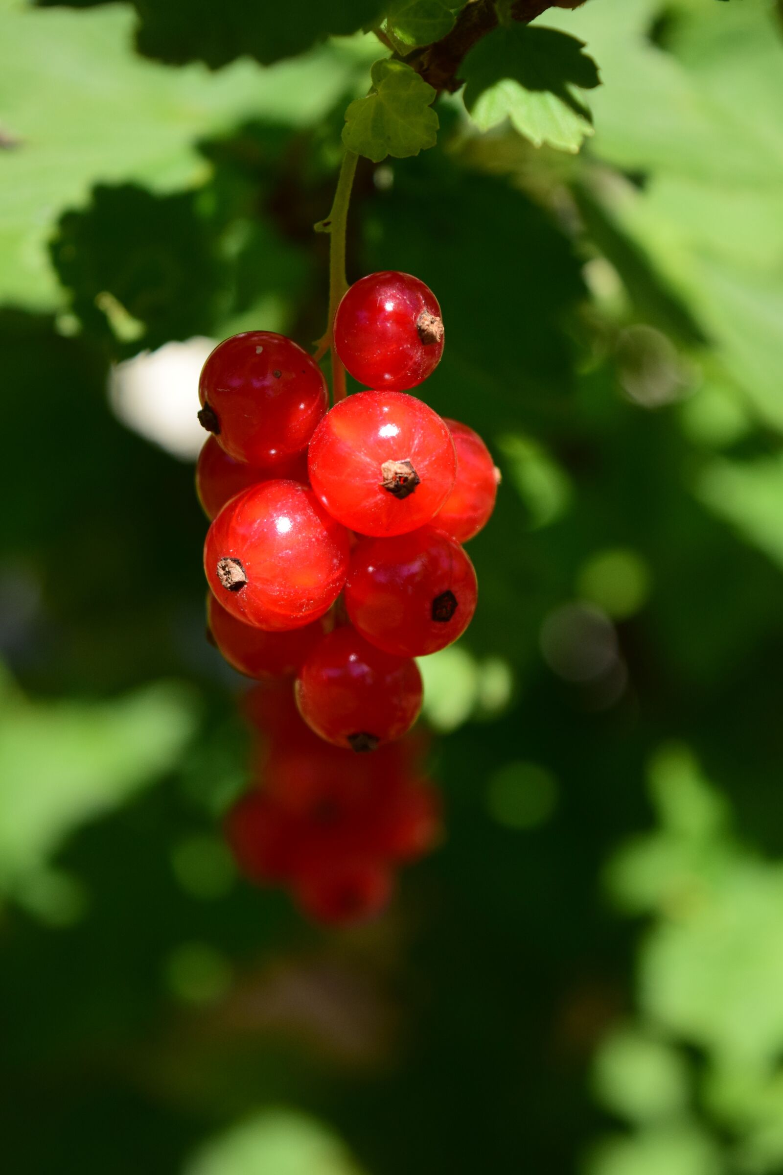 Nikon D3300 sample photo. Currants, close up, plant photography