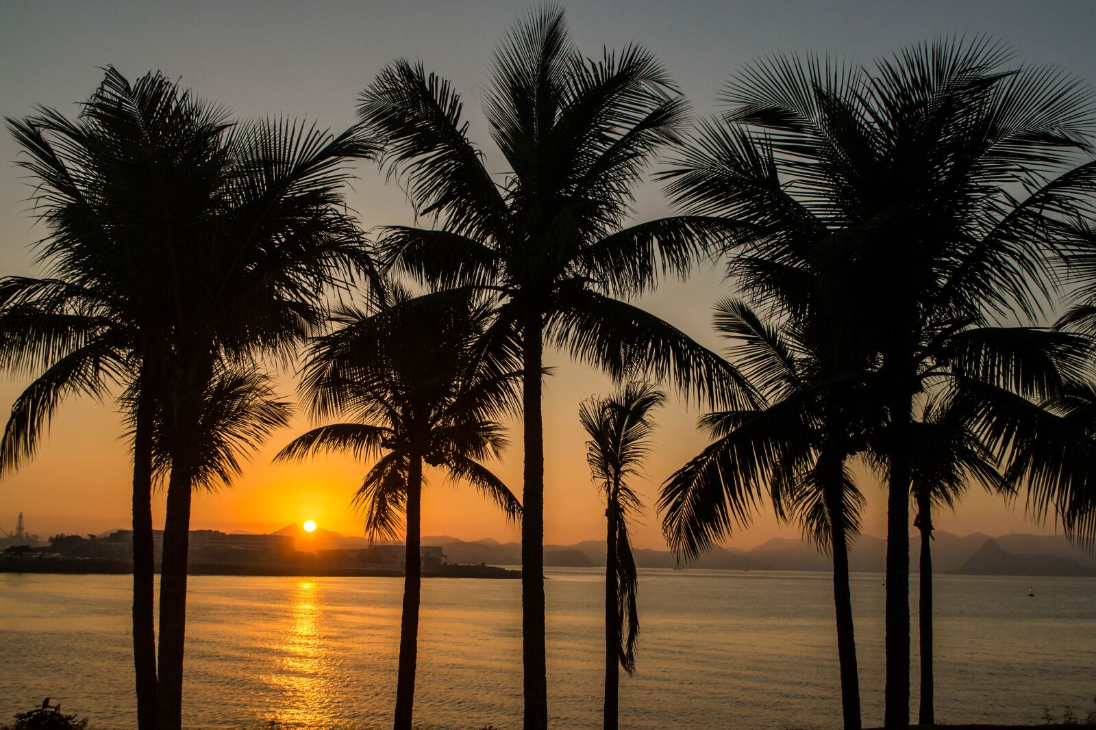 Nikon D3100 sample photo. Coconut trees, coconut, sol photography