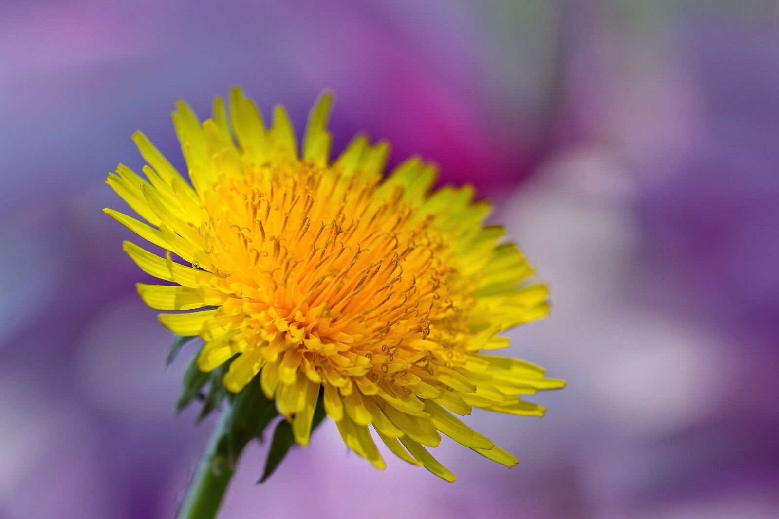 Nikon D5500 sample photo. Flower, spring, nature photography