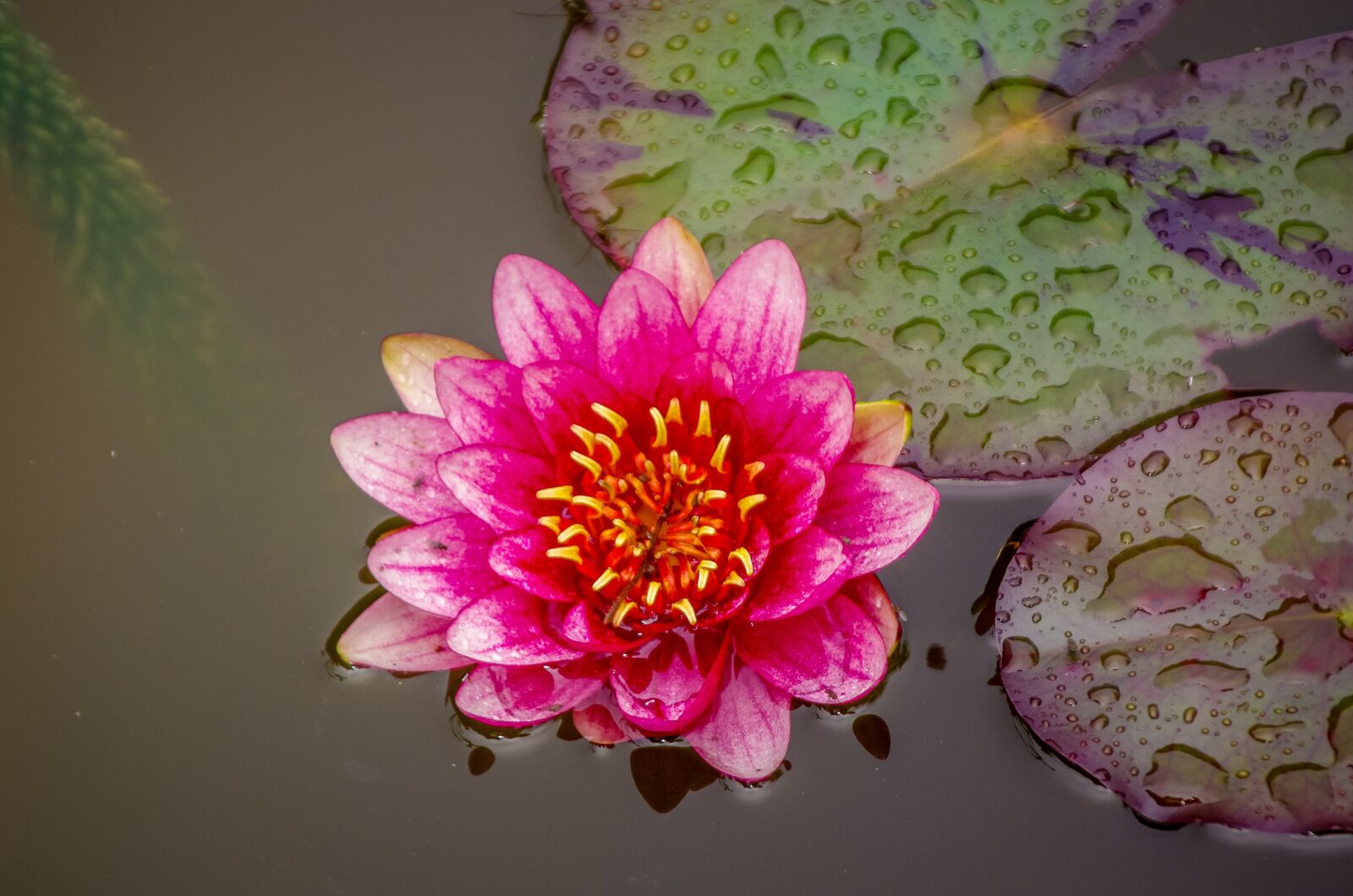 Tamron AF 28-300mm F3.5-6.3 XR Di LD Aspherical (IF) Macro sample photo. Water lily, blossom, bloom photography