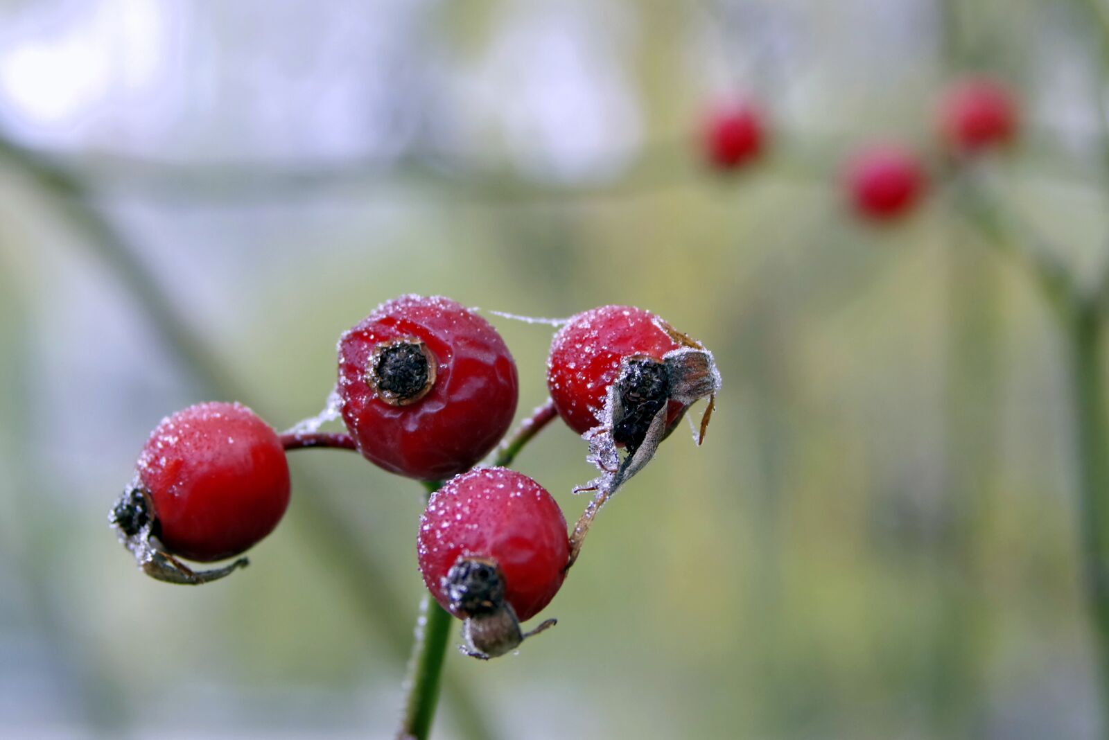 Pentax K-S2 sample photo. Wild rose, frost, winter photography