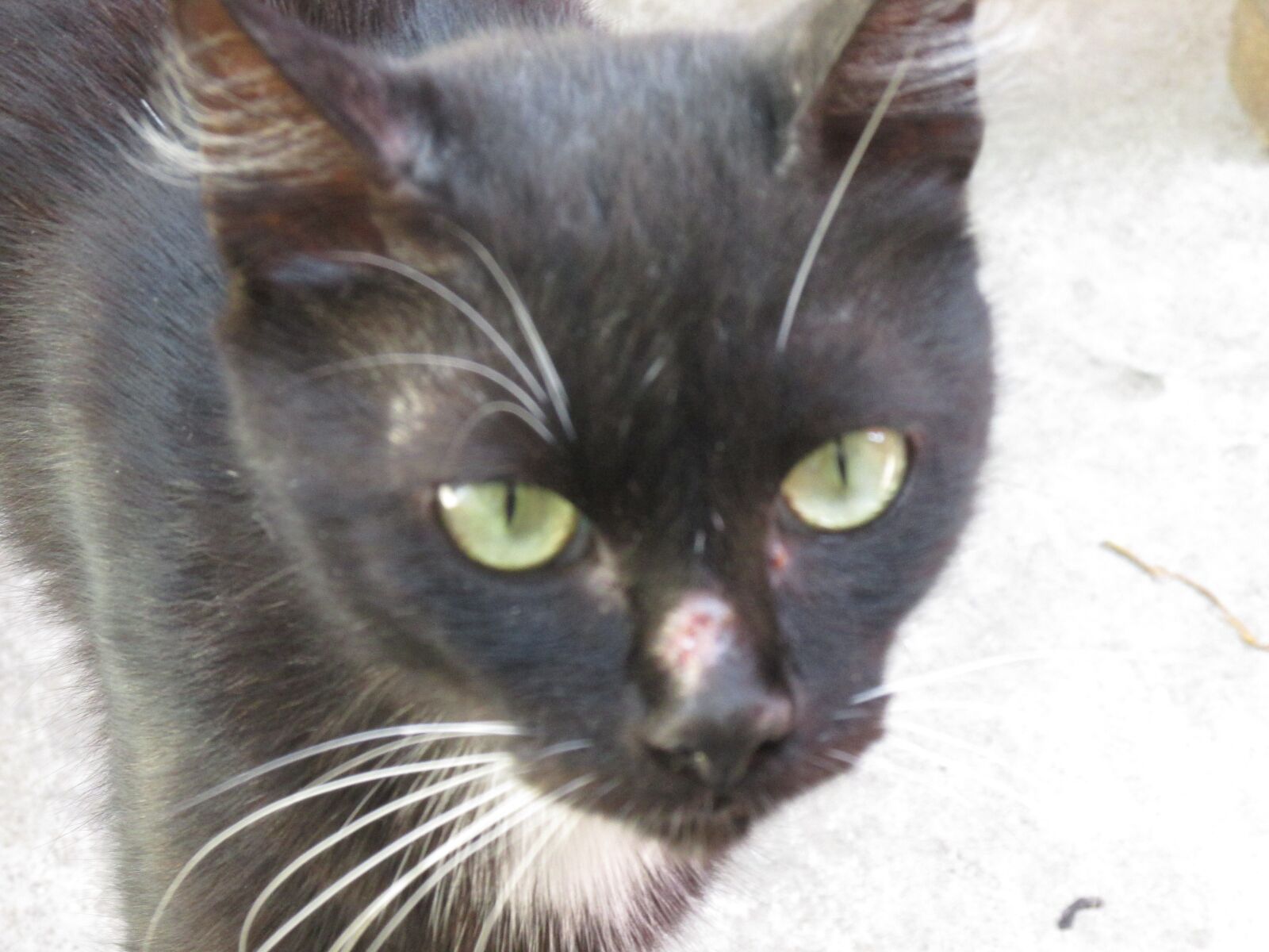 Canon PowerShot SX170 IS sample photo. Cat, negro, olhos photography