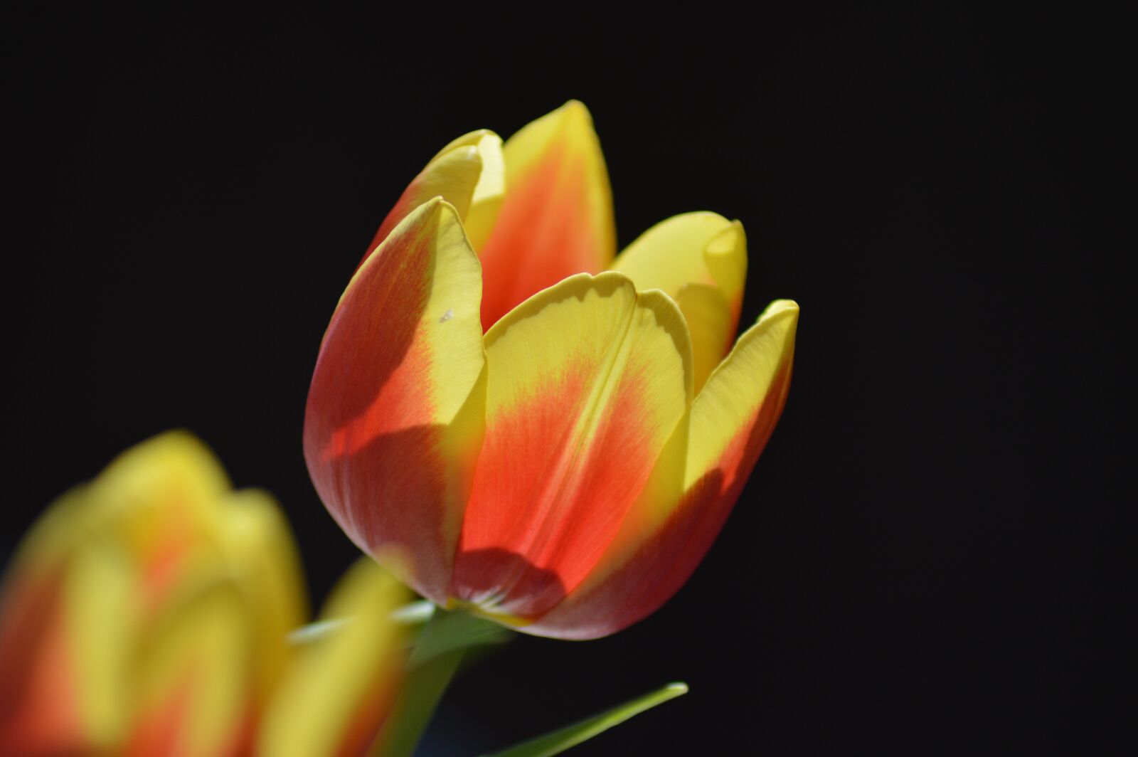 Nikon D3200 sample photo. Tulip, flower, garden photography