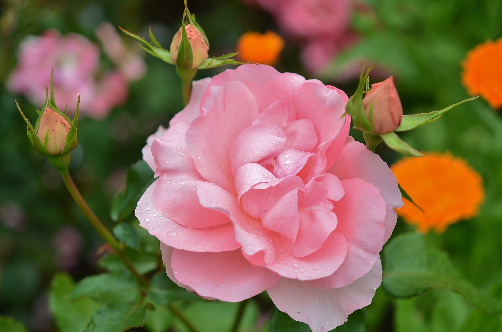 Nikon D7000 sample photo. Rose, flower, natur photography