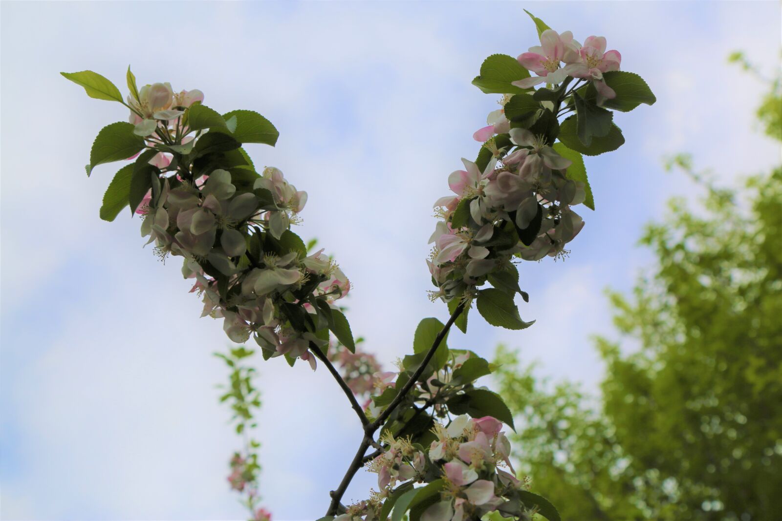 Canon EF 24-105mm F4L IS USM sample photo. Tree, leaves, plant photography