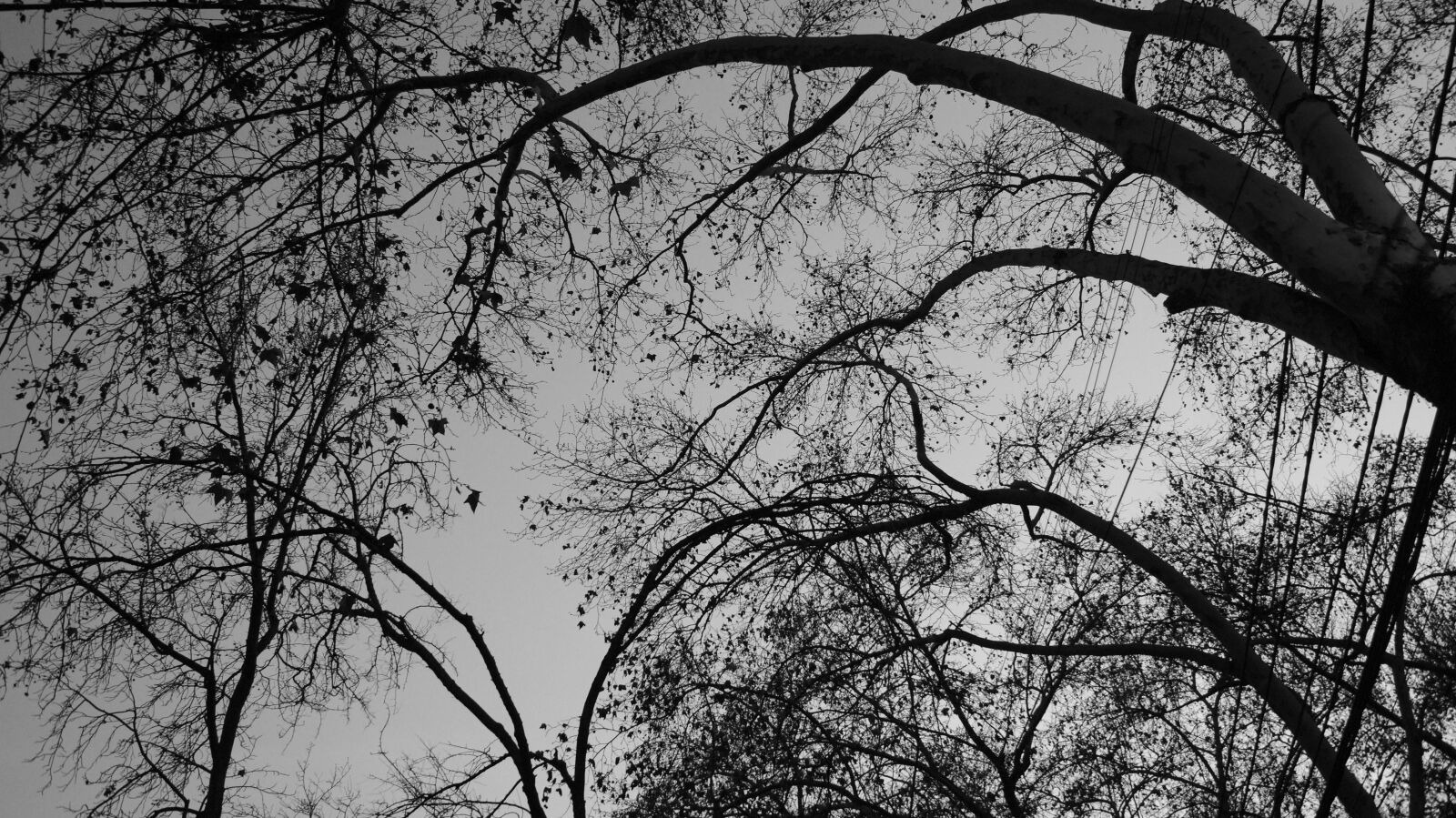 Sony DT 18-55mm F3.5-5.6 SAM II sample photo. Trees, twilight, nature photography
