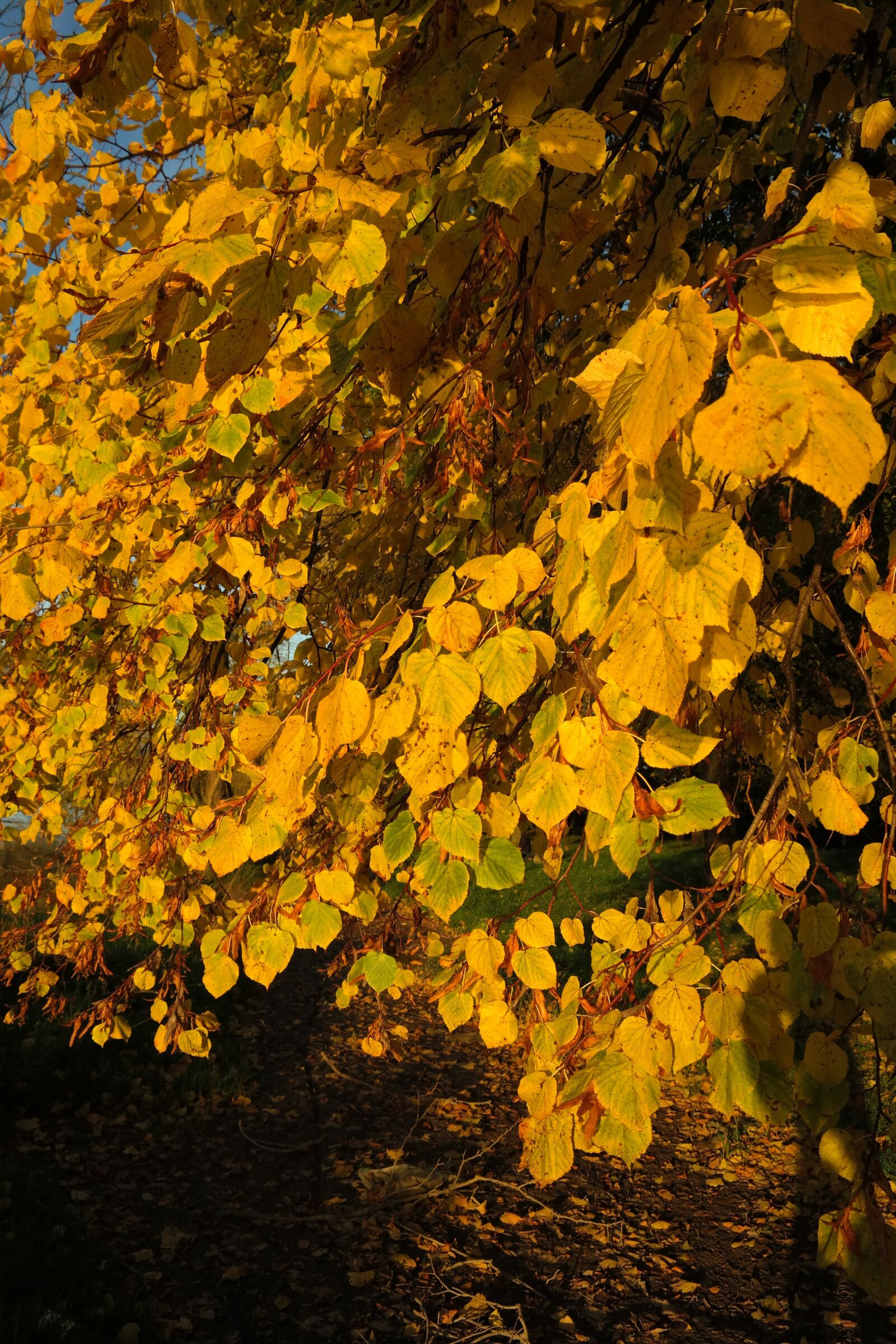 Samsung NX300 sample photo. Lipovina, lime, tree photography