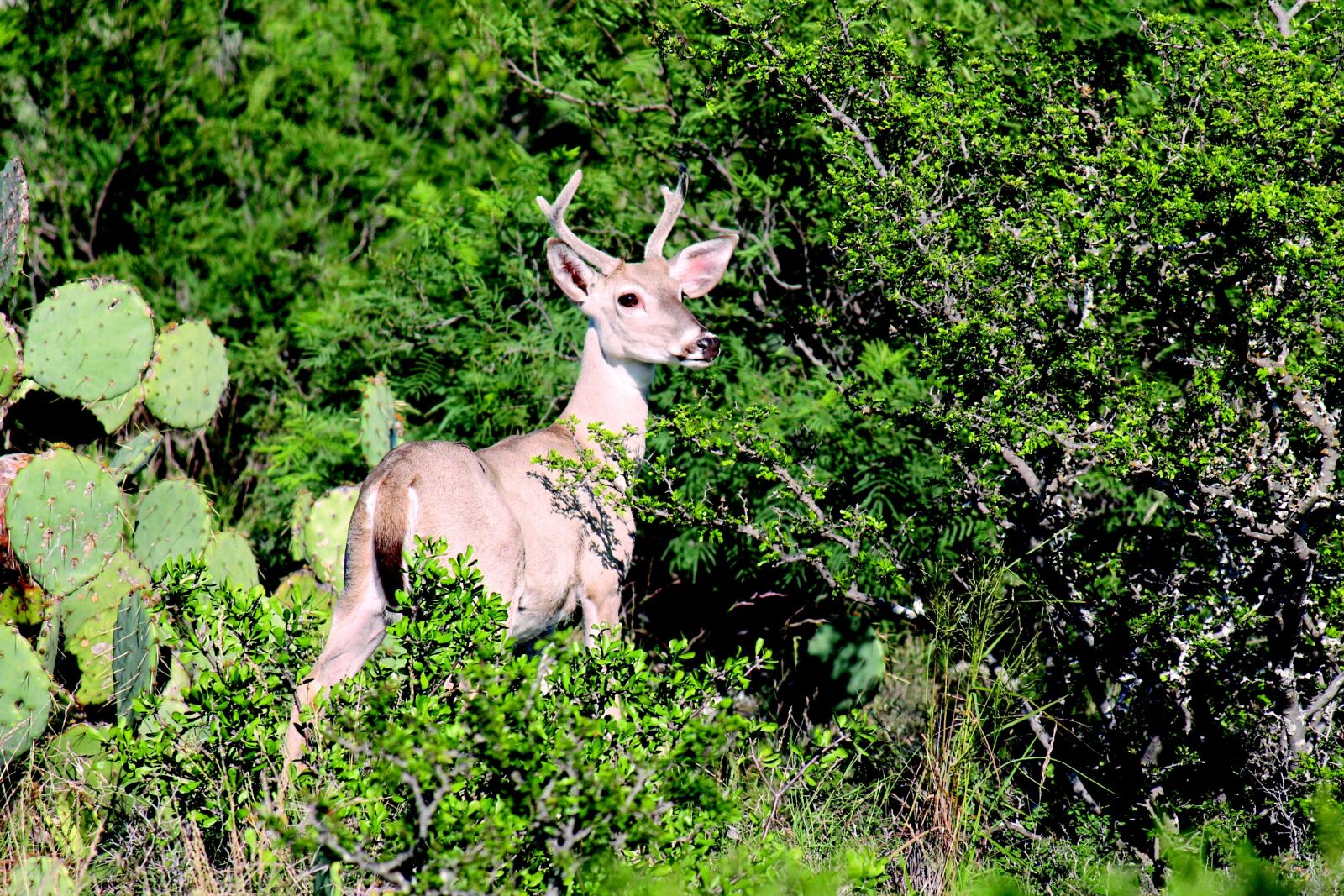 Canon EOS 1100D (EOS Rebel T3 / EOS Kiss X50) sample photo. Deer, nature, wildlife photography