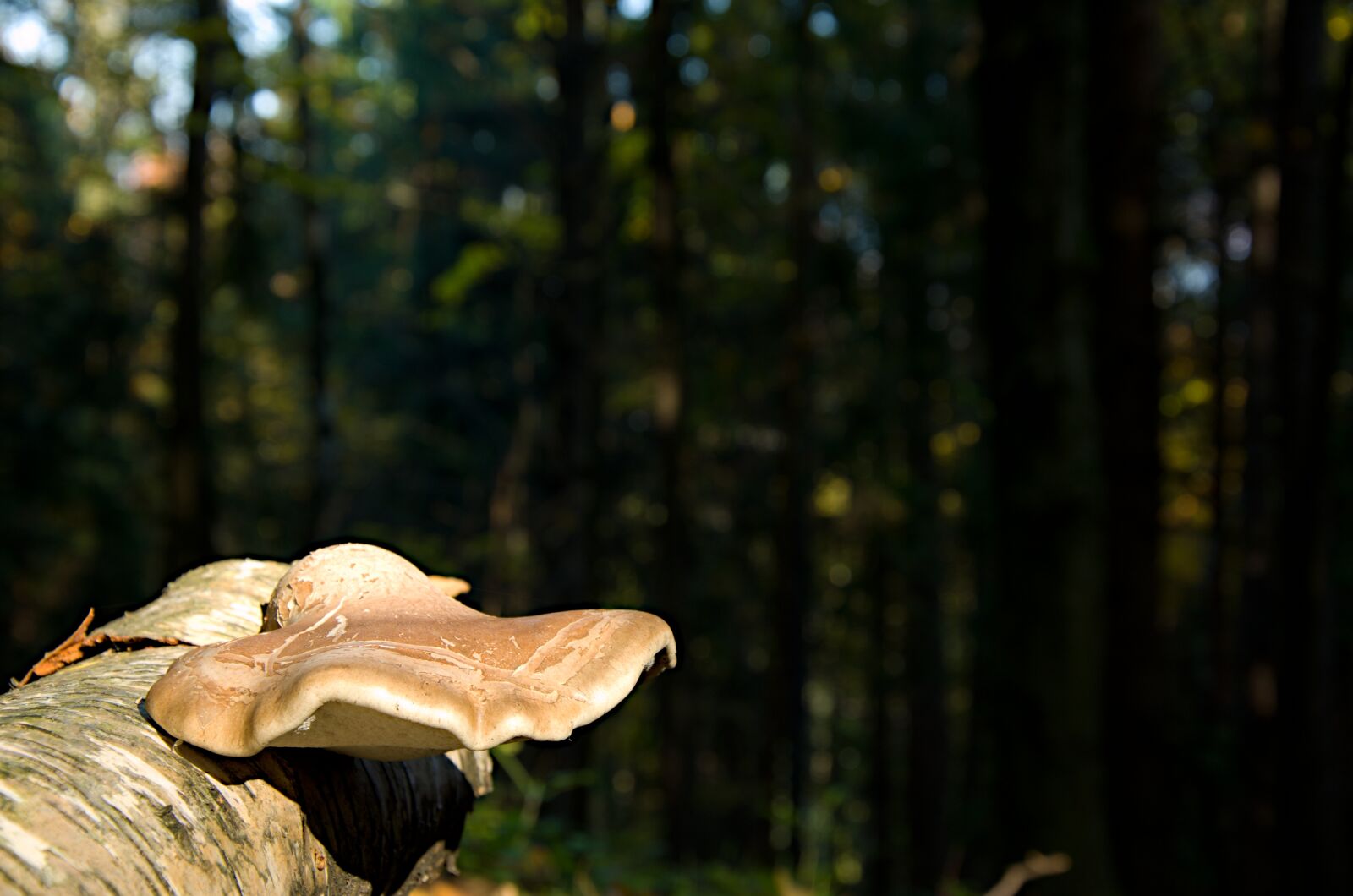 Nikon D7000 sample photo. Boletus, tree, autumn photography