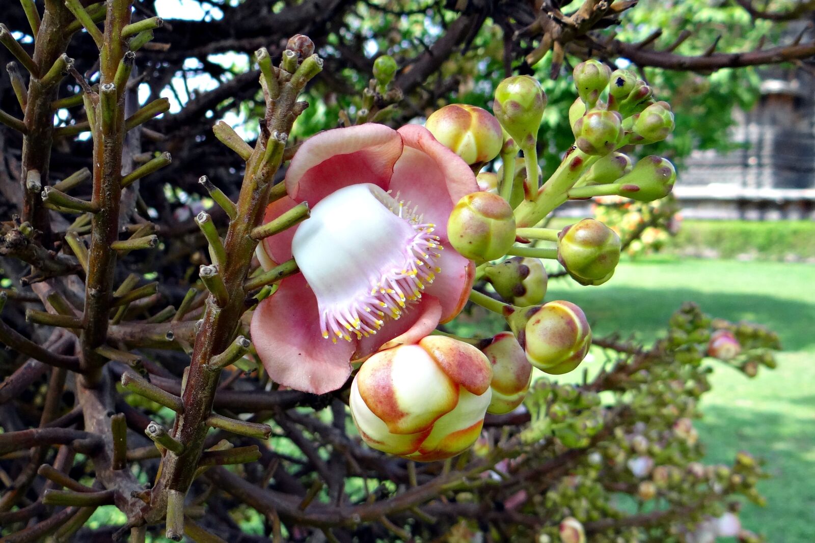 Sony DSC-HX200V sample photo. Flower, buds, couroupita guianensis photography