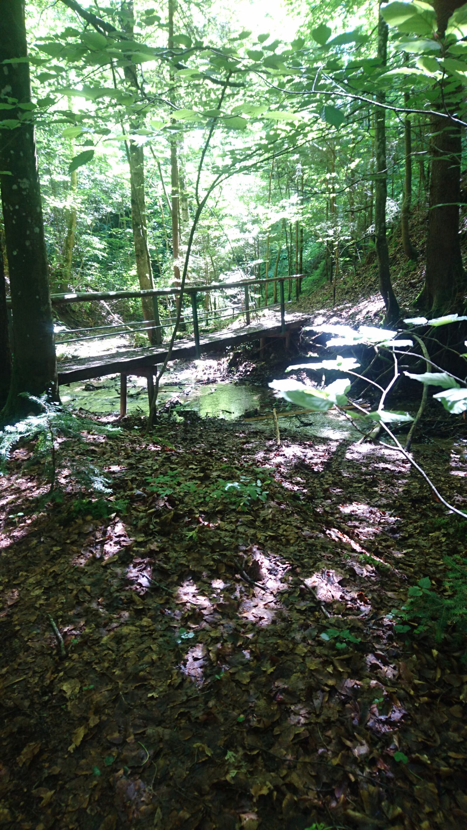 Sony Xperia Z5 Compact sample photo. Forest, hike, bridge photography