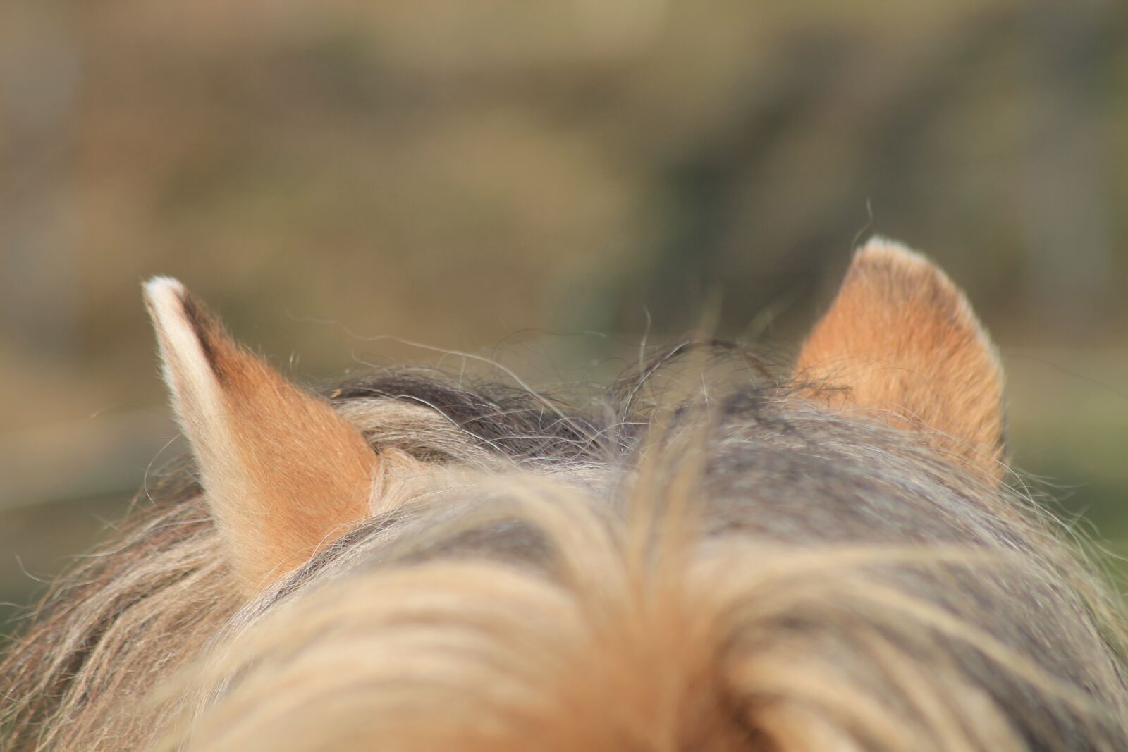 Canon EOS 1100D (EOS Rebel T3 / EOS Kiss X50) sample photo. Horse, horse ears, mane photography