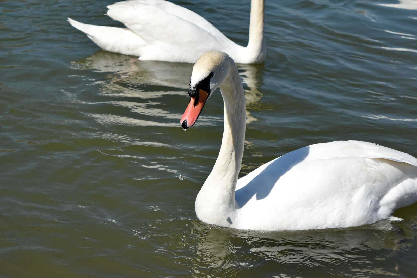 Nikon D5500 sample photo. Water, wildlife, swan, bird photography
