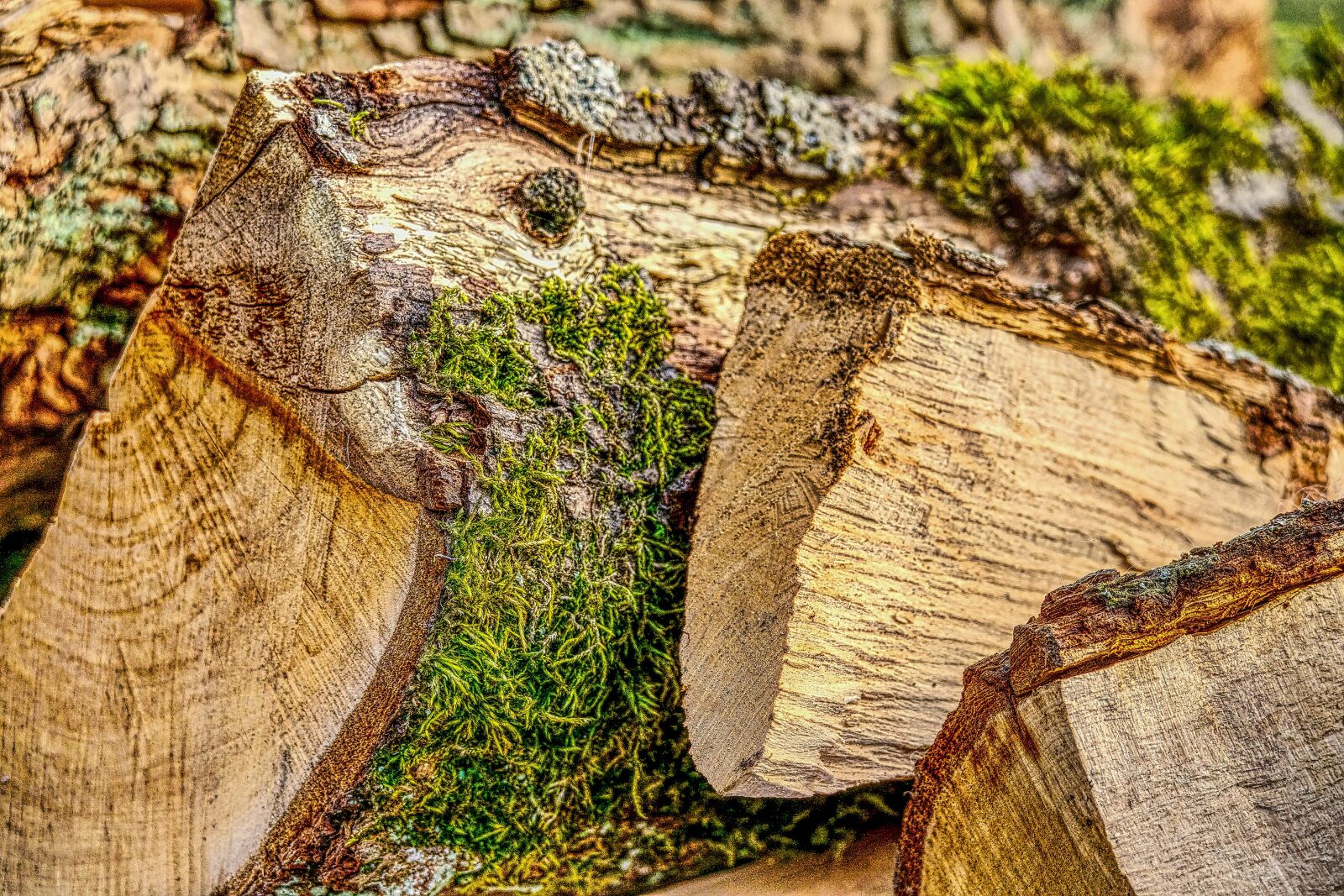 Panasonic Lumix DMC-FZ1000 sample photo. Wood, firewood, forest photography