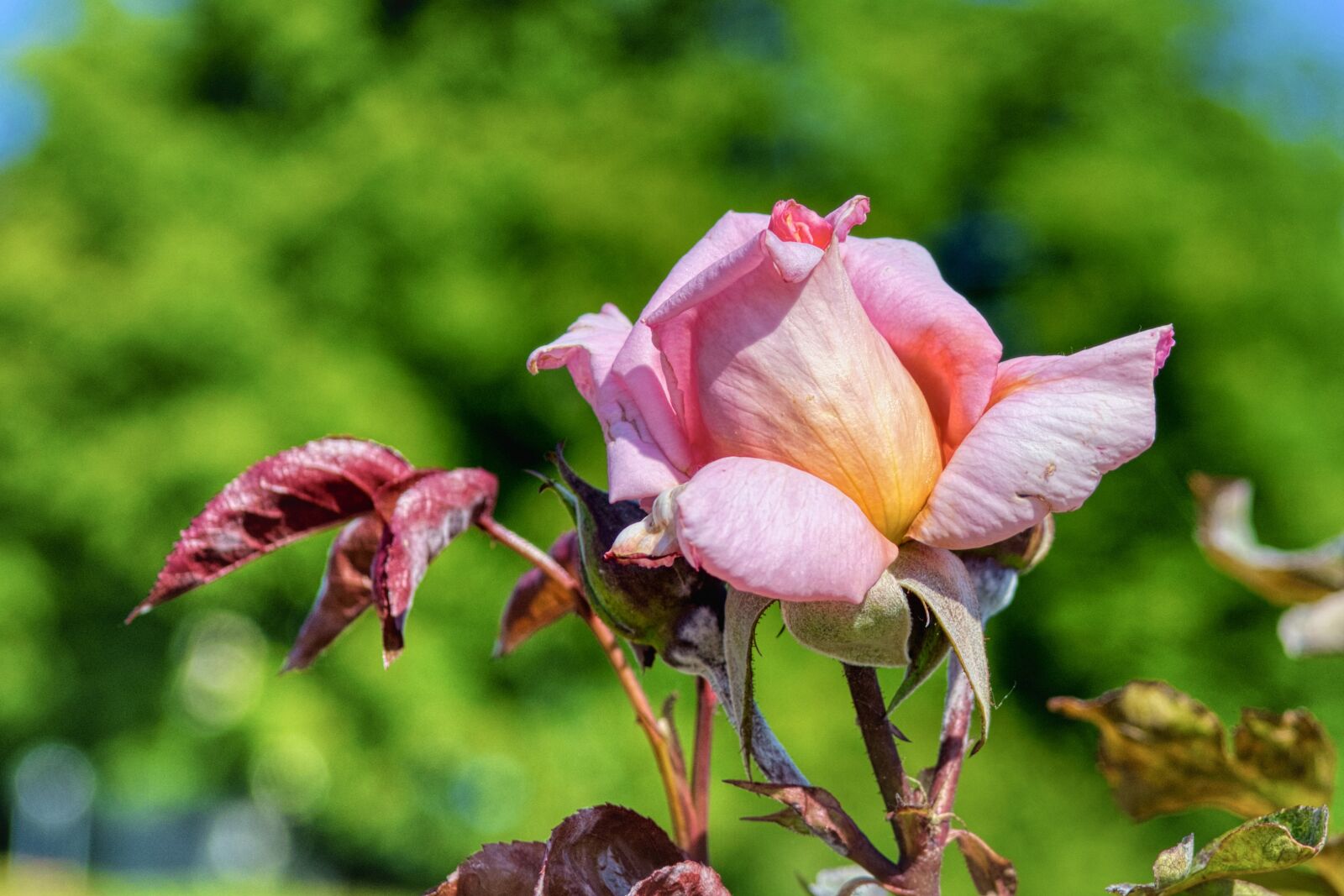 Nikon D7500 sample photo. Rose, blossom, bloom photography