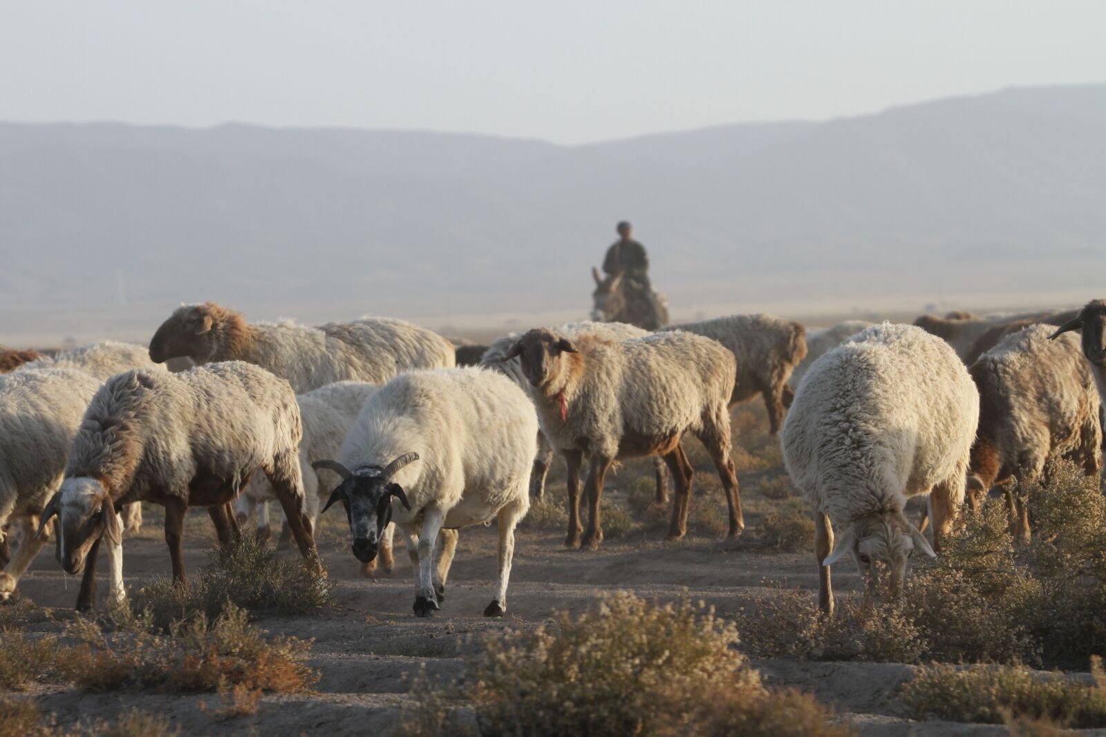 Canon EOS 7D sample photo. In xinjiang, the flock photography