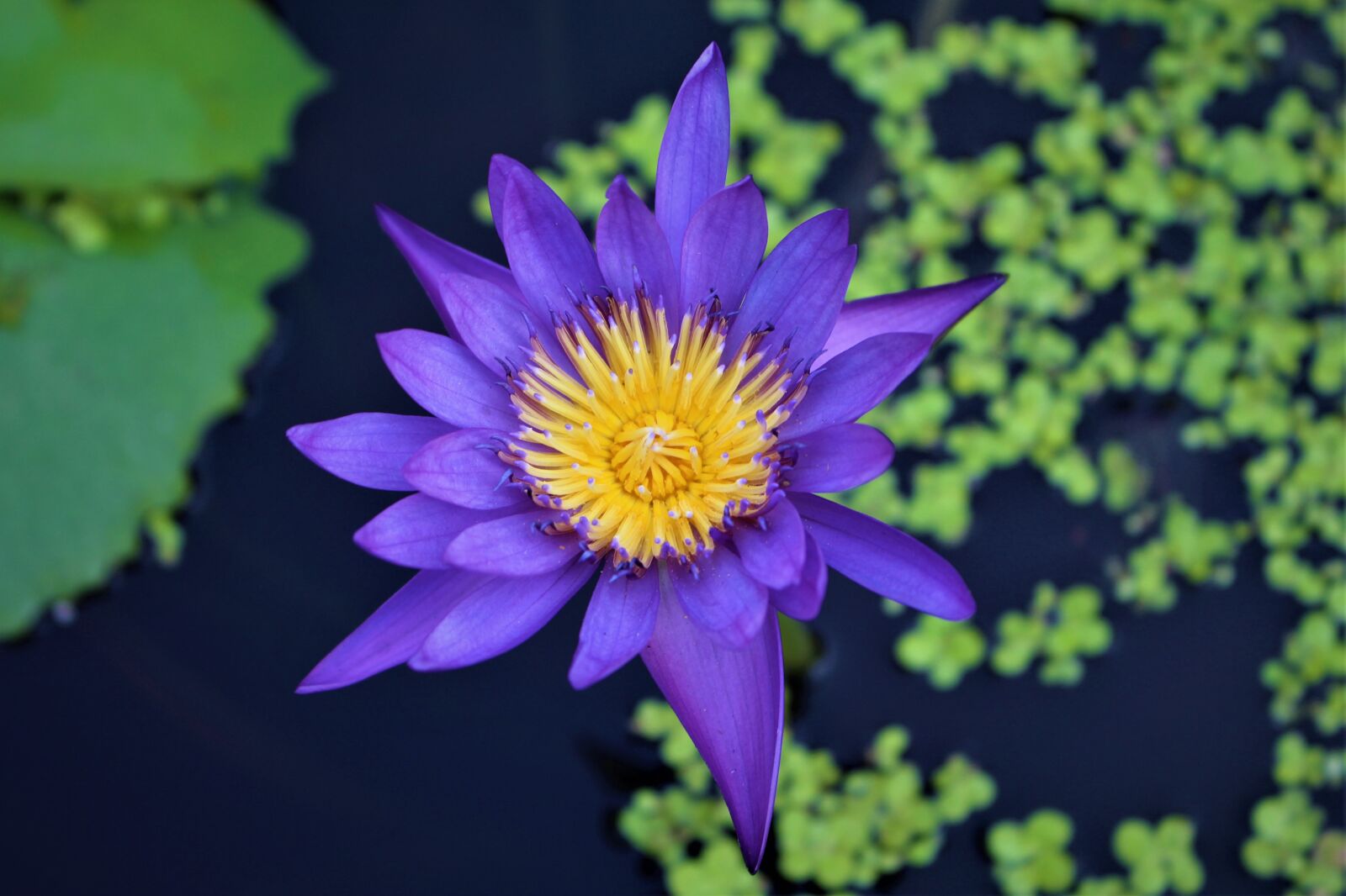 Canon EOS 700D (EOS Rebel T5i / EOS Kiss X7i) sample photo. Water lily, flower, purple photography