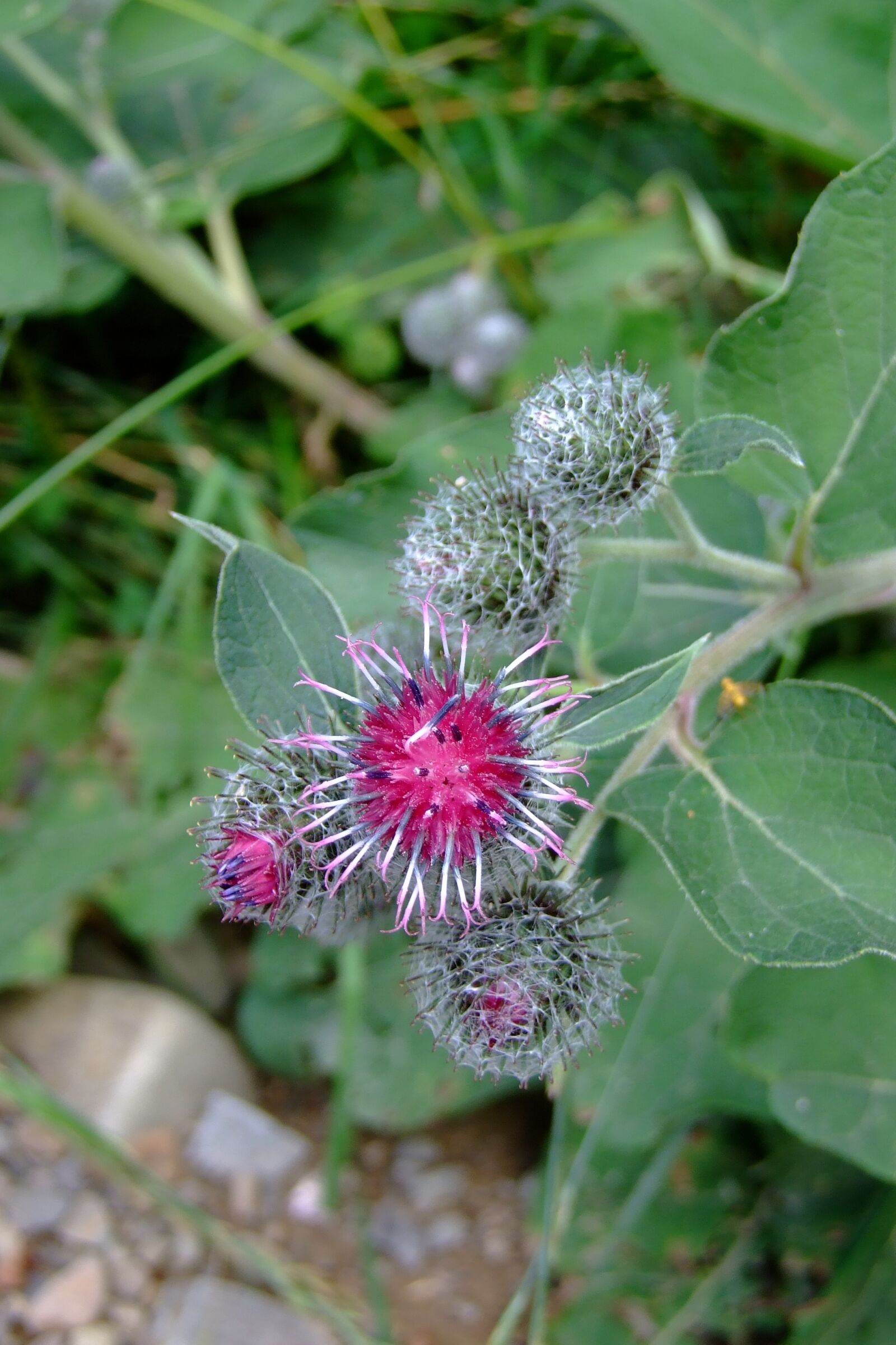 Fujifilm FinePix S6500fd sample photo. Flower, thistle, weed photography